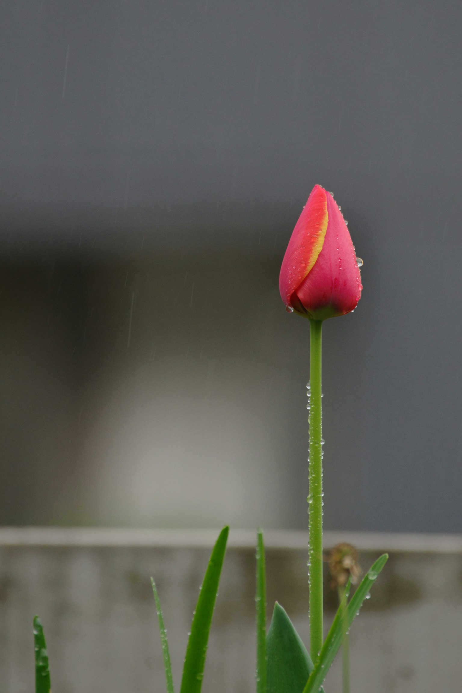 一朵红色郁金香花蕾站在绿色的茎和叶子上