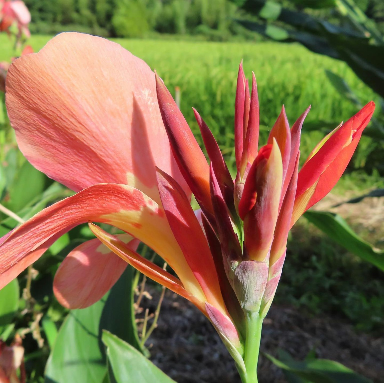 Pétalos vibrantes de color naranja y rojo de una flor de canna frente a un fondo de campos de arroz verdes