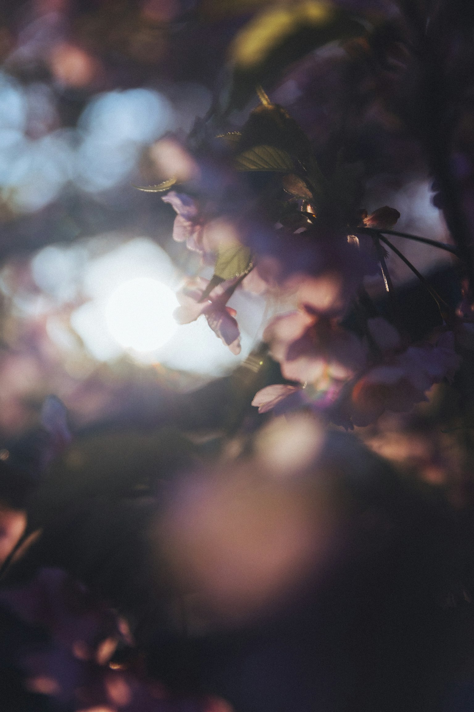 Ein schönes Bild von lila Blumen vor einem verschwommenen Hintergrund