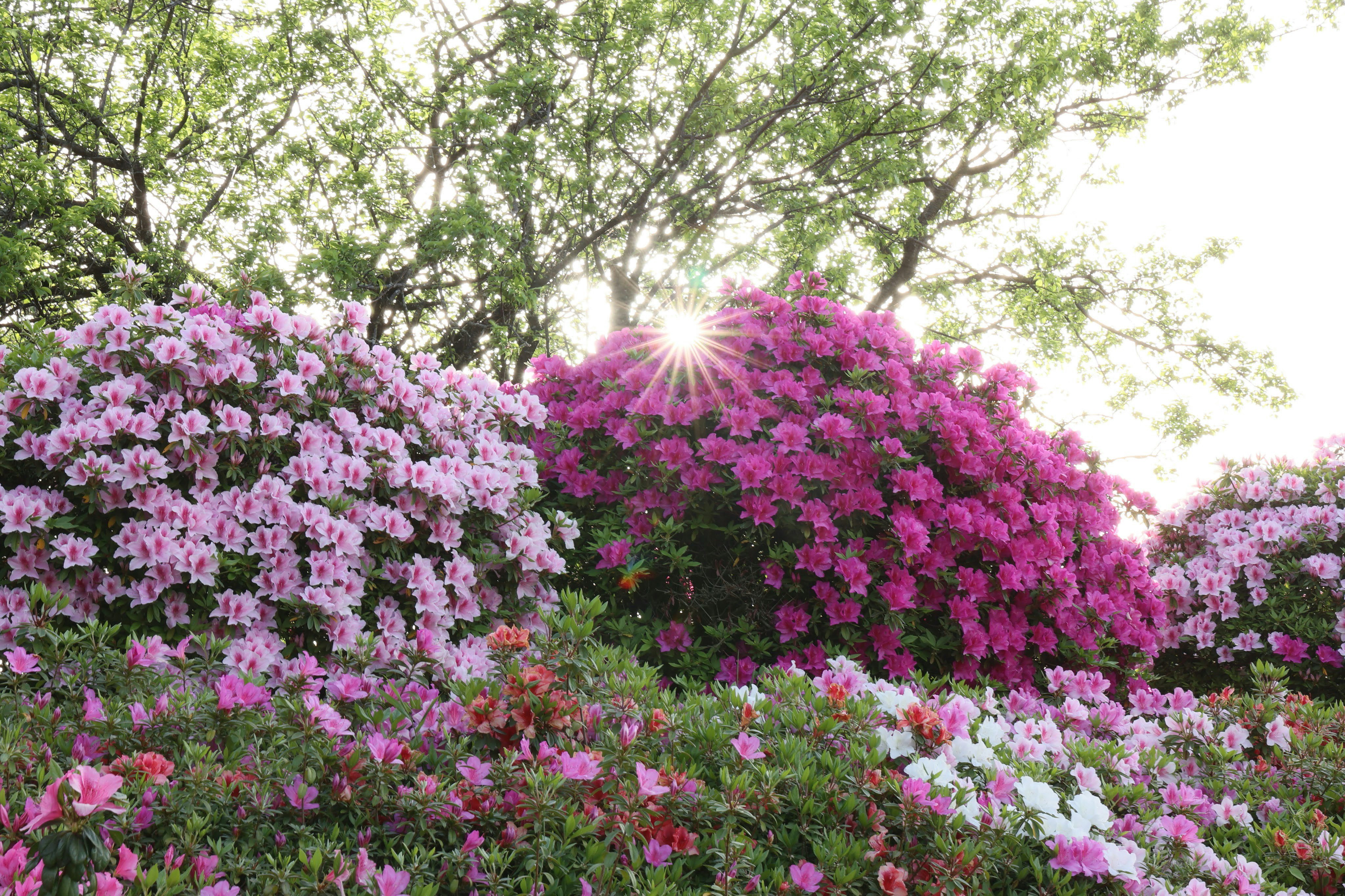 満開のツツジが咲き誇る花壇の景色