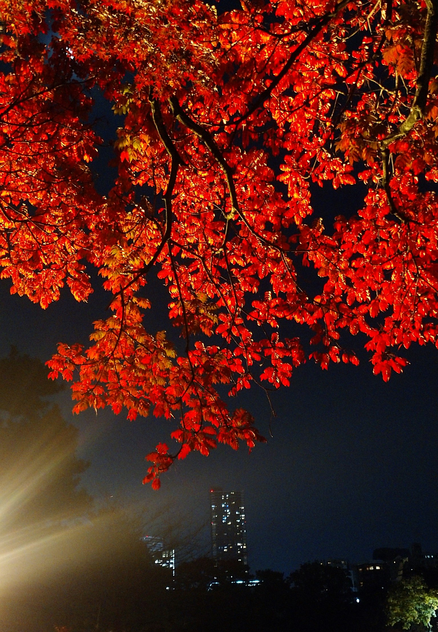 夜の紅葉した木の枝と背景の都市の明かり