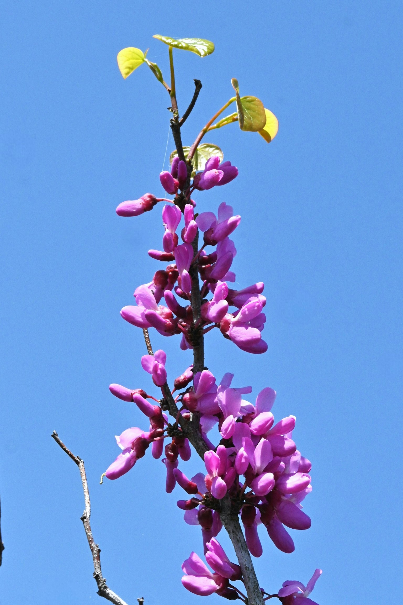 Lila Blumen und frische grüne Blätter vor blauem Himmel