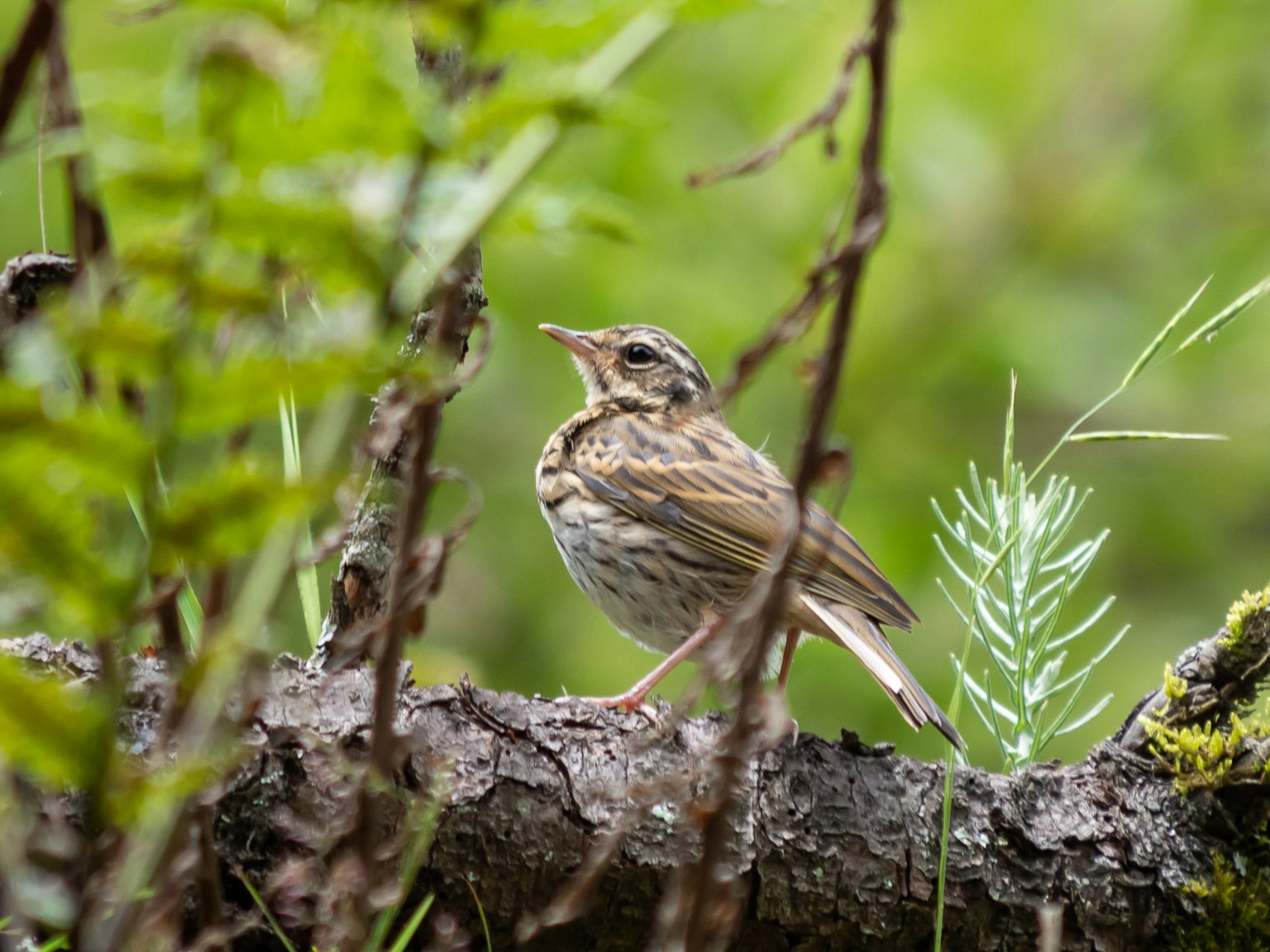 A small bird standing on a log with a green background
