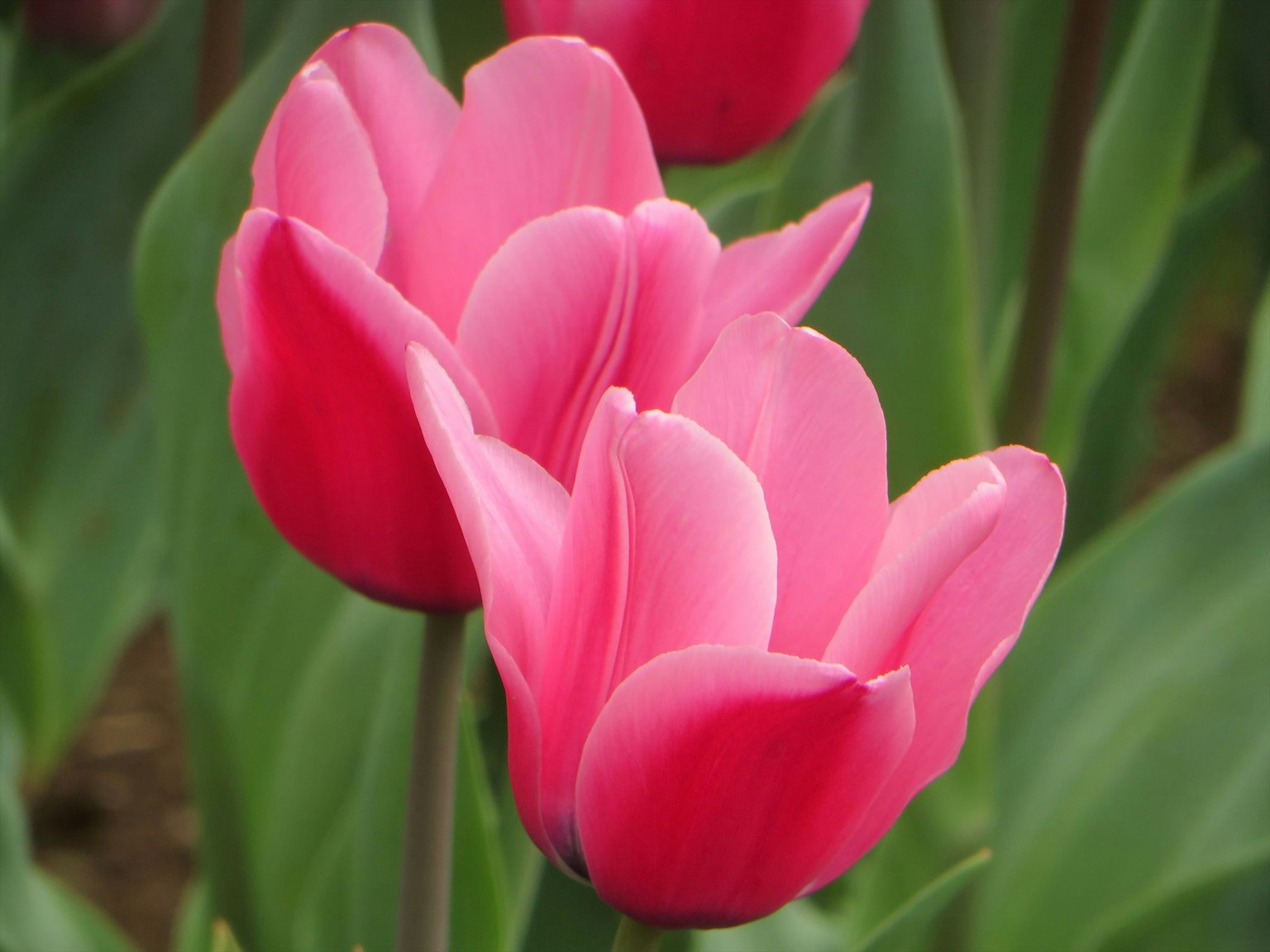 Tulip merah muda yang cerah mekar di antara daun hijau