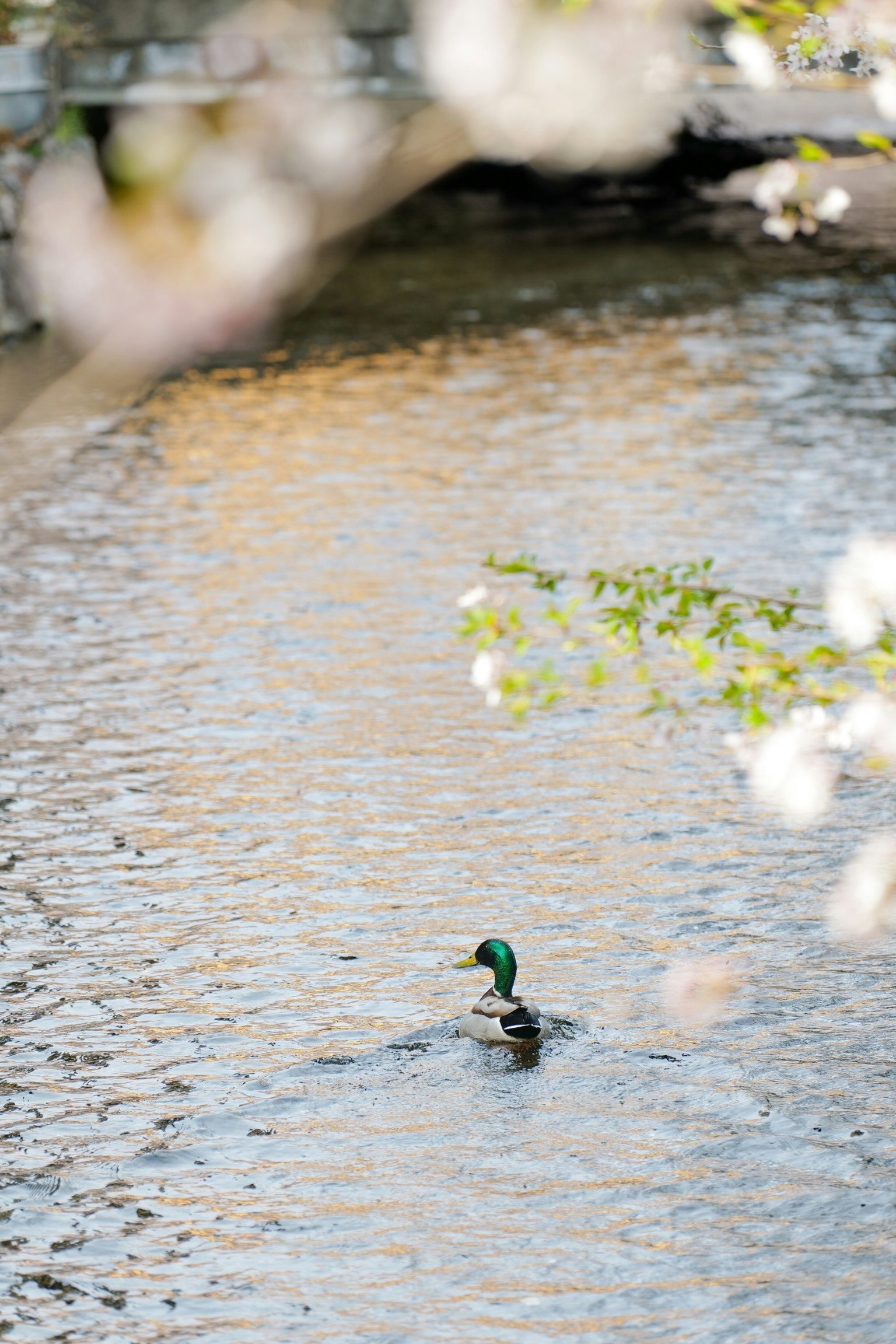 Male duck with green head swimming on water surrounded by cherry blossoms