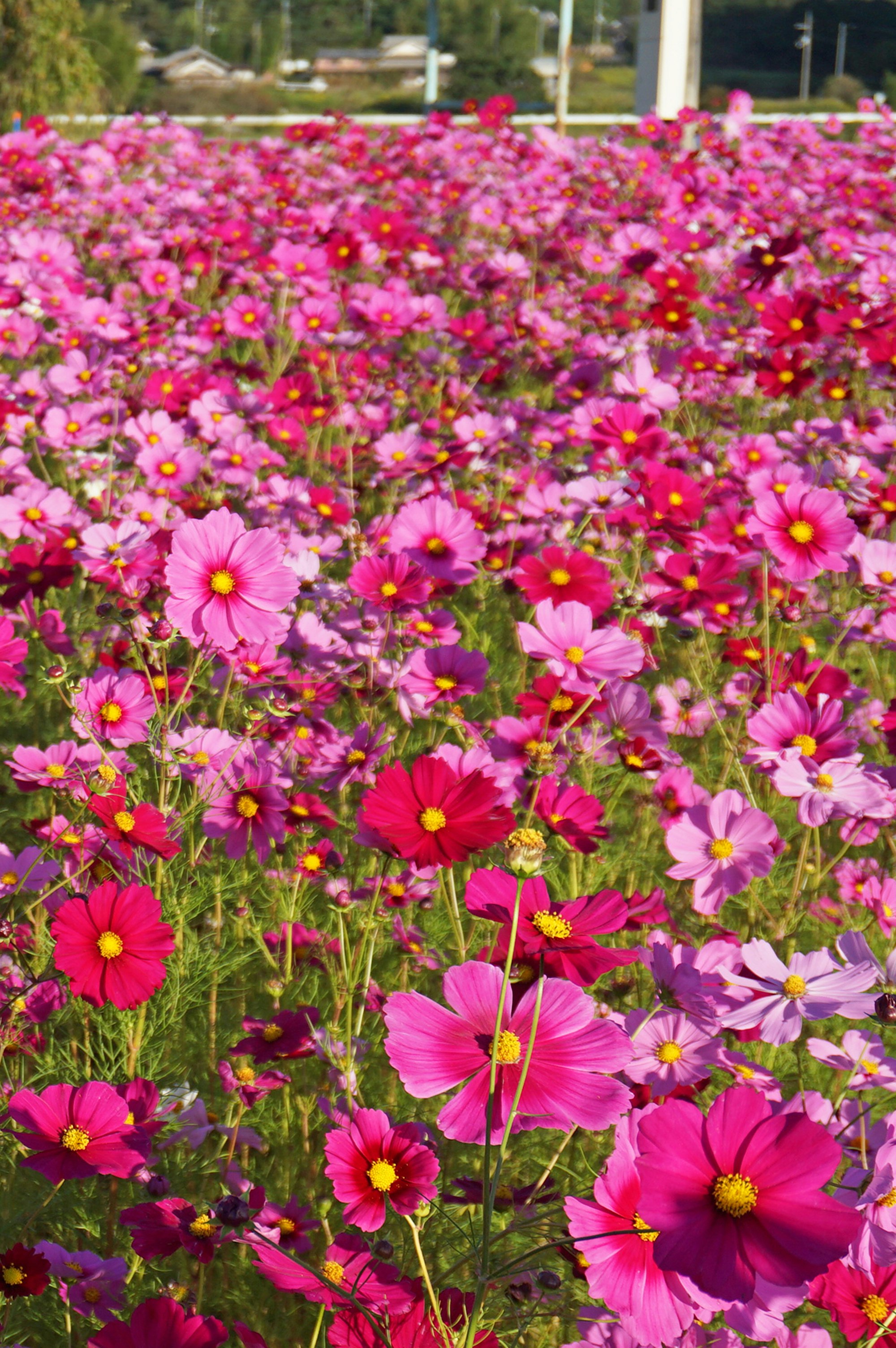盛開的格桑花花海