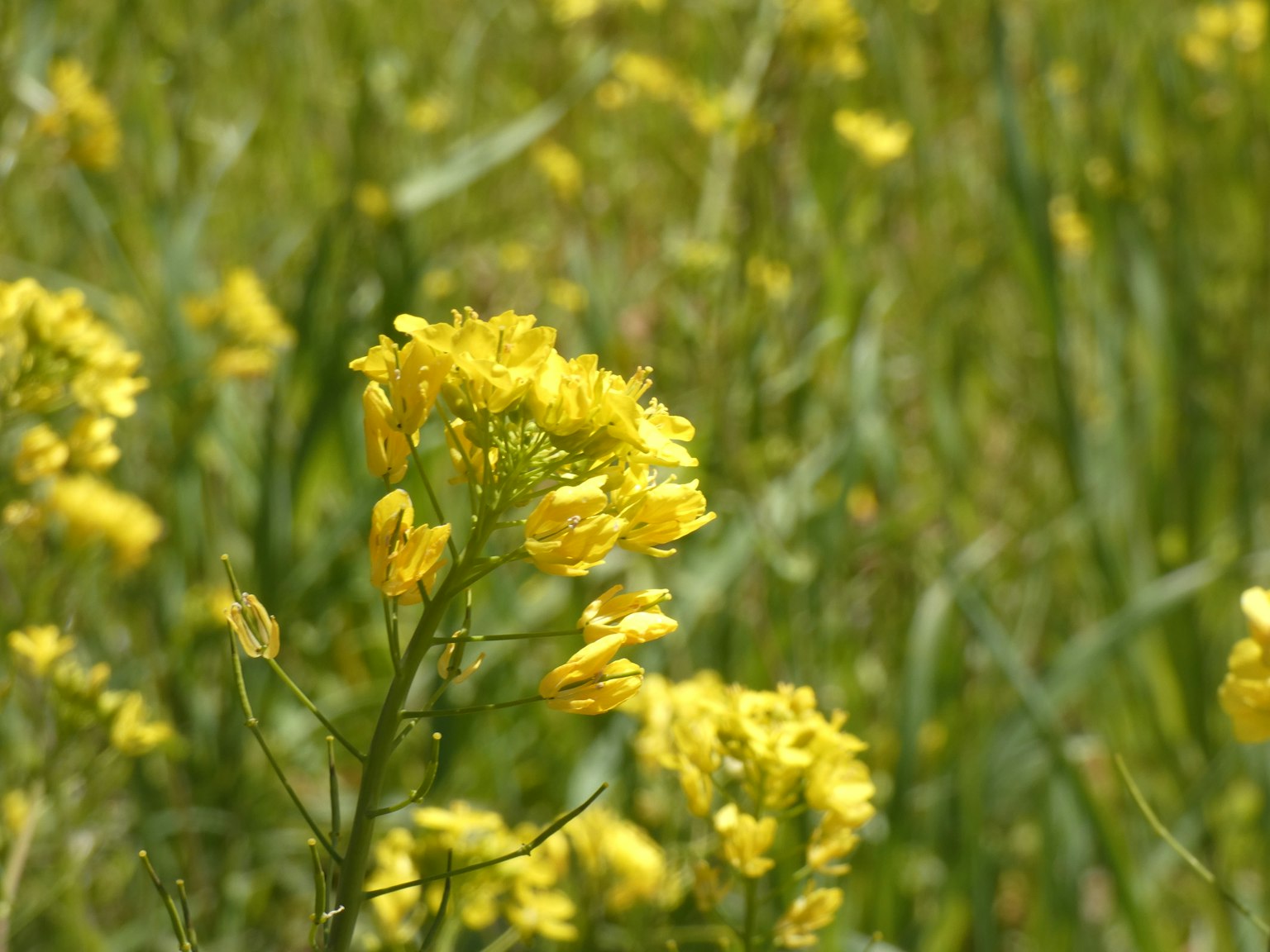 Photo of a meadow with blooming yellow flowers