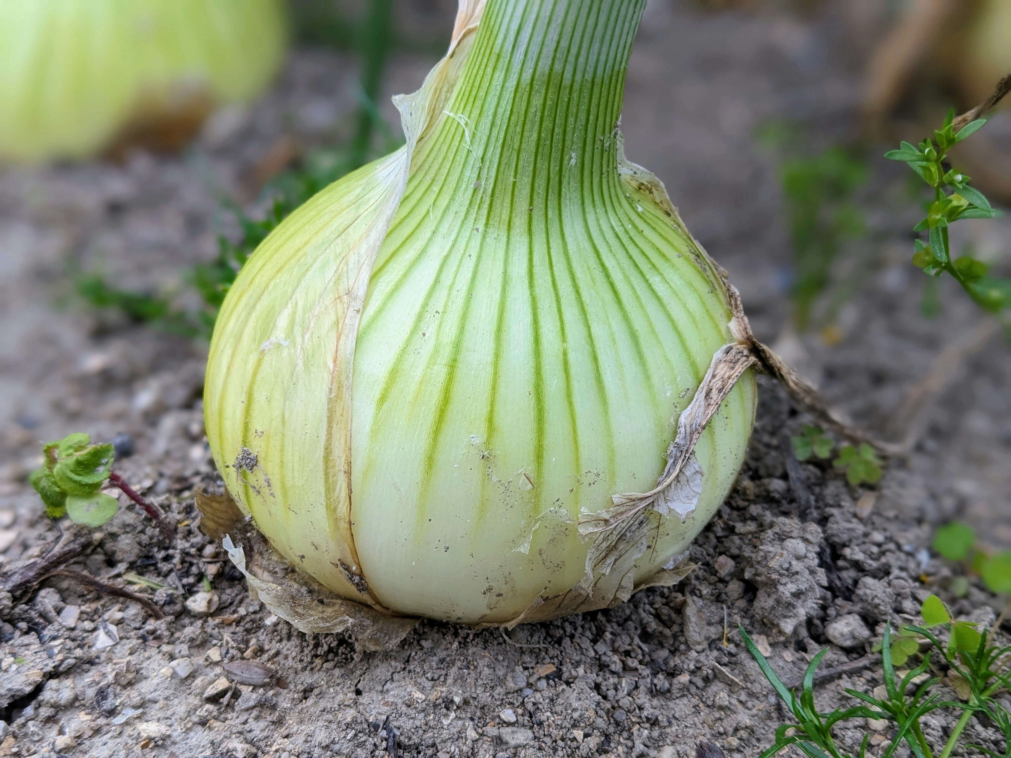 white onion bulb in soil