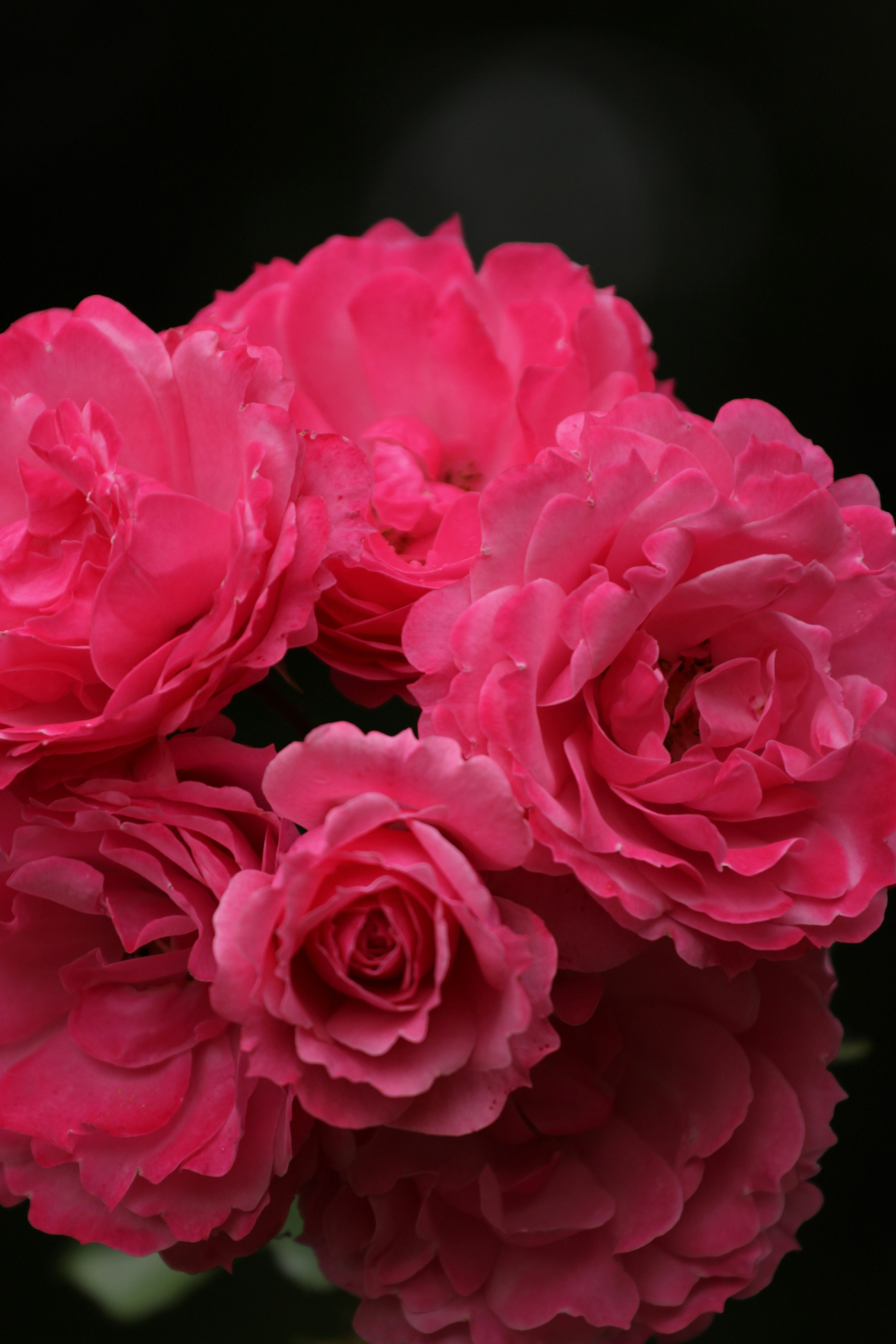 Rosa Rosenstrauß in einem Rosengarten im Frühling