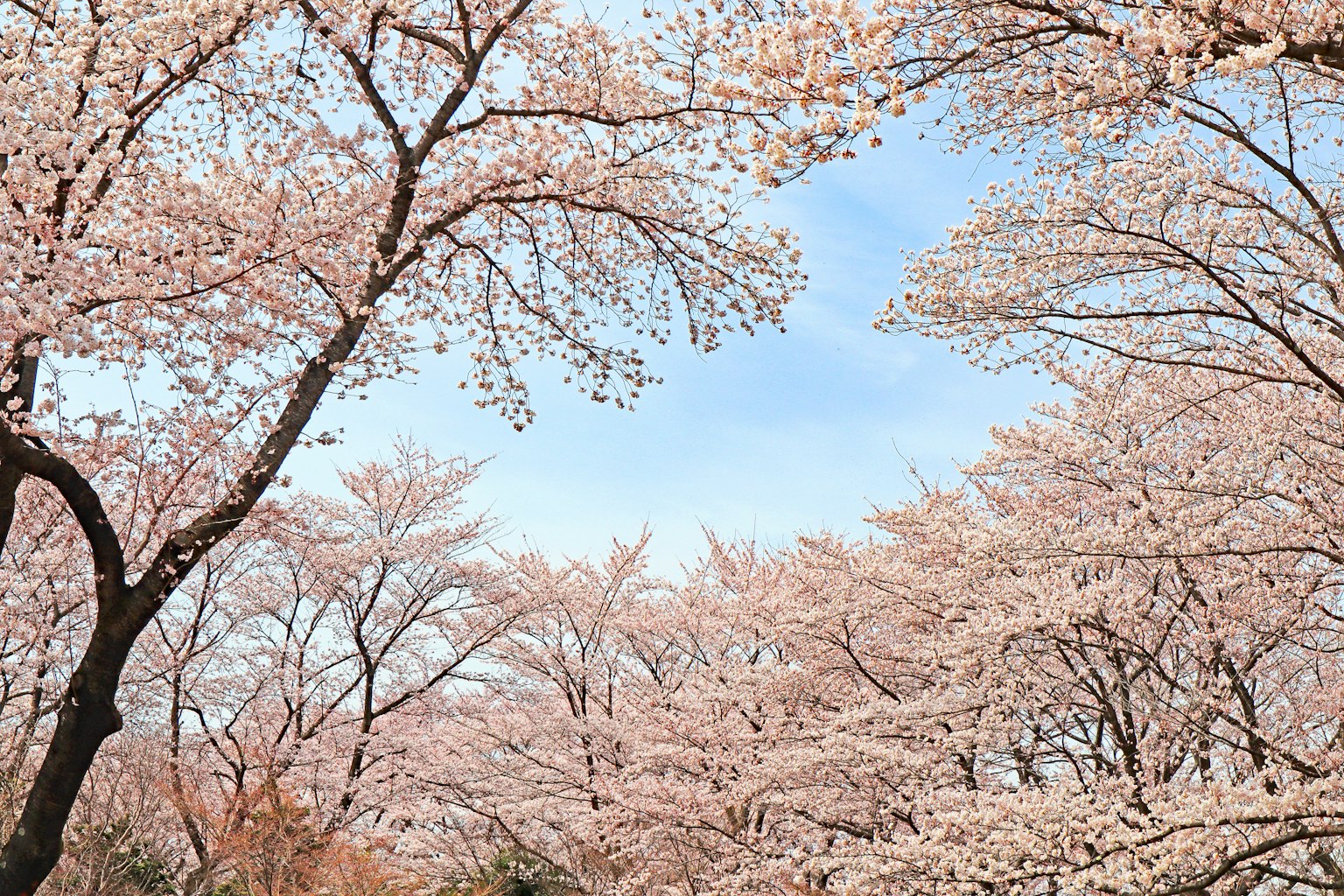Alberi di ciliegio in fiore sotto un cielo blu
