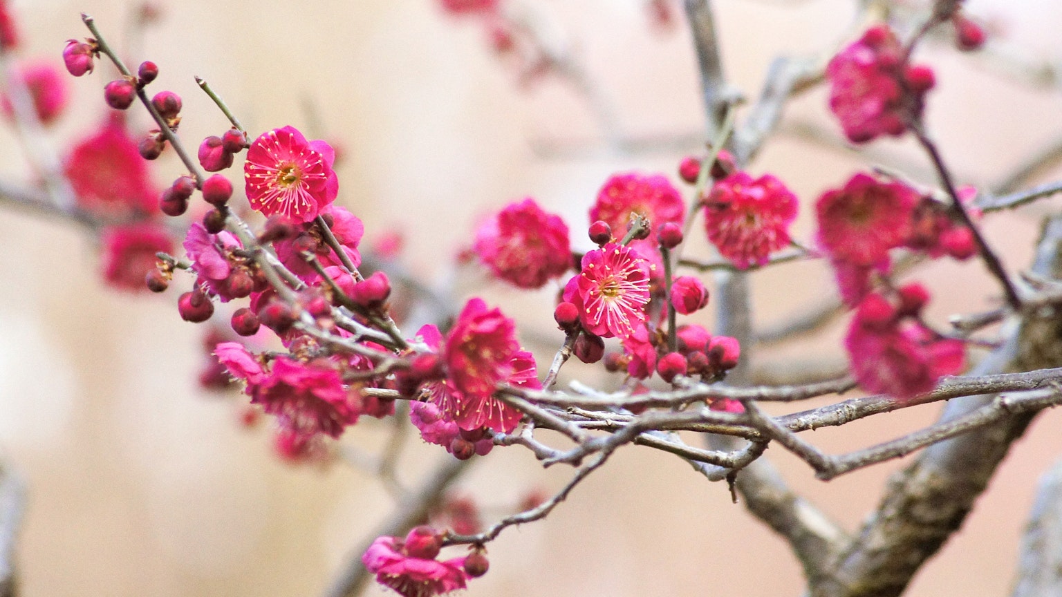 Gros plan d'une branche de prunier avec des fleurs roses