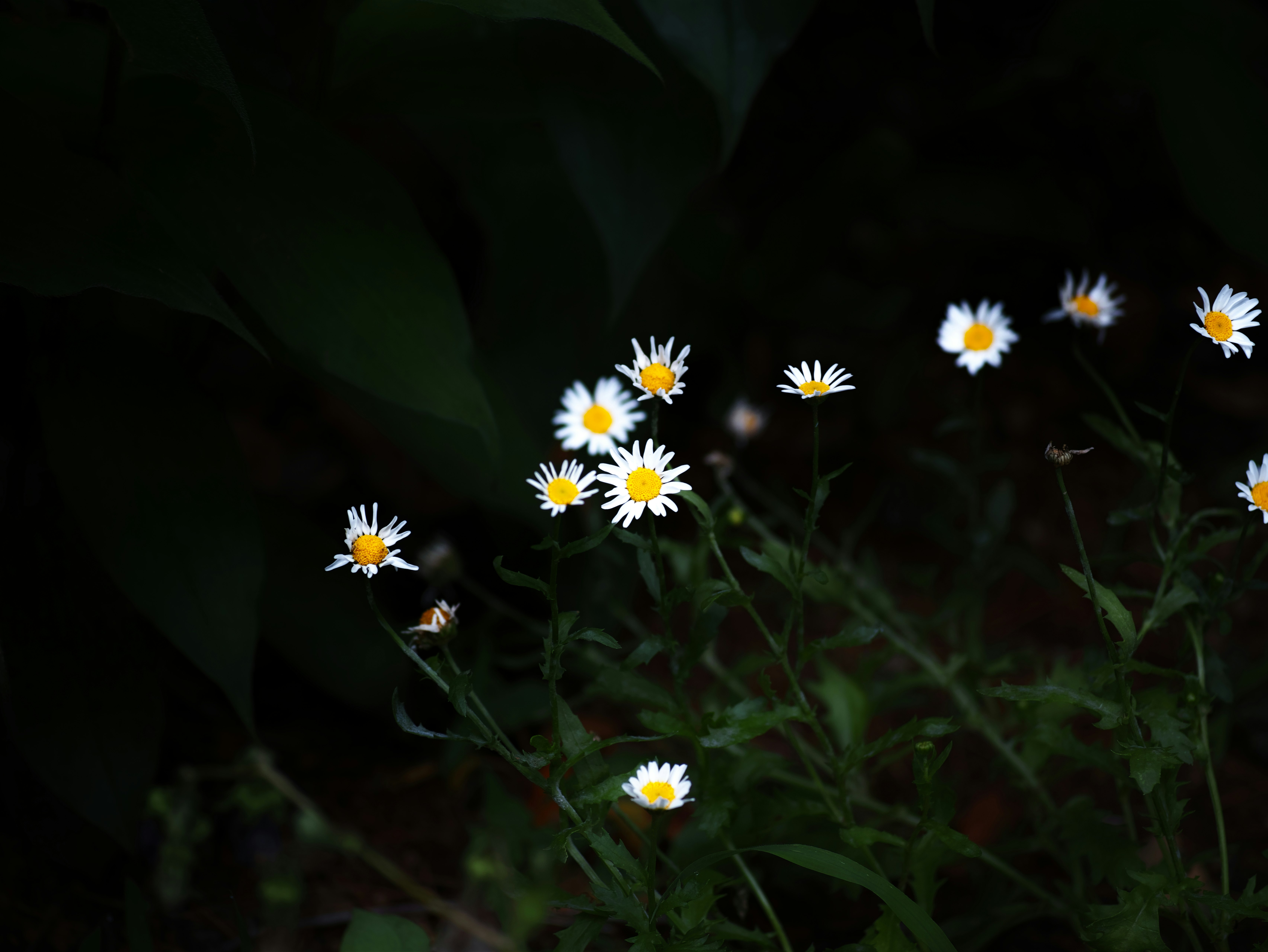 暗がりの草むらに咲く小さな白い花