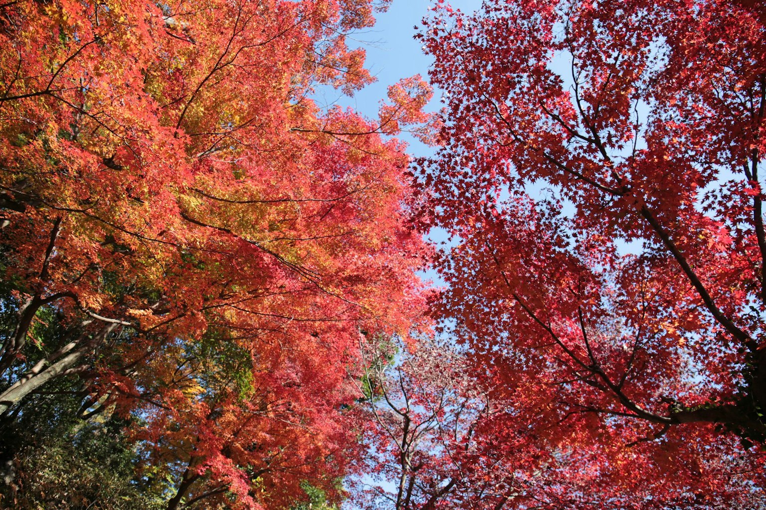 Foglie d'autunno vibranti che coprono il cielo in un paesaggio bellissimo