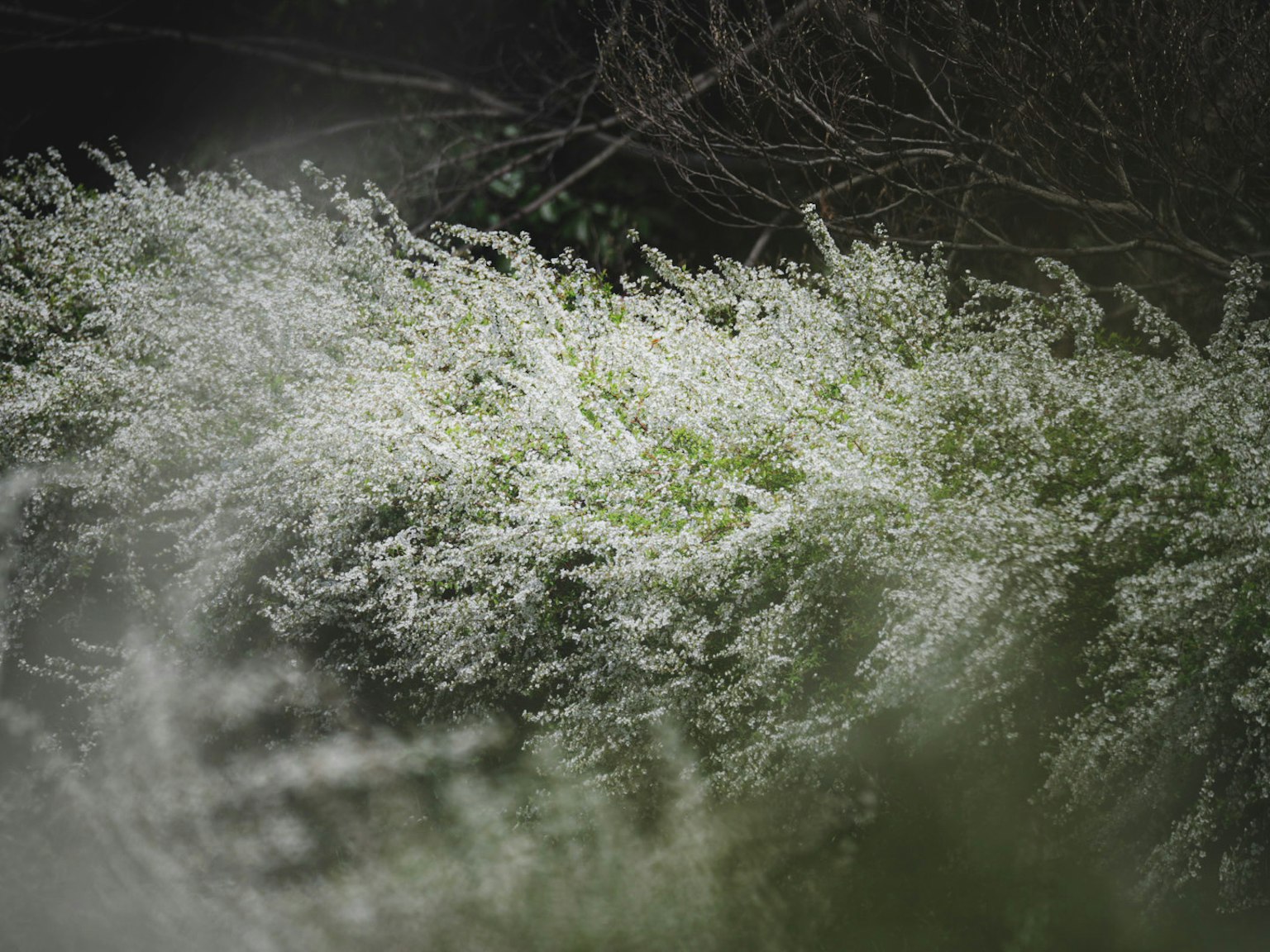 A cluster of white flowering plants stands out against a dim background