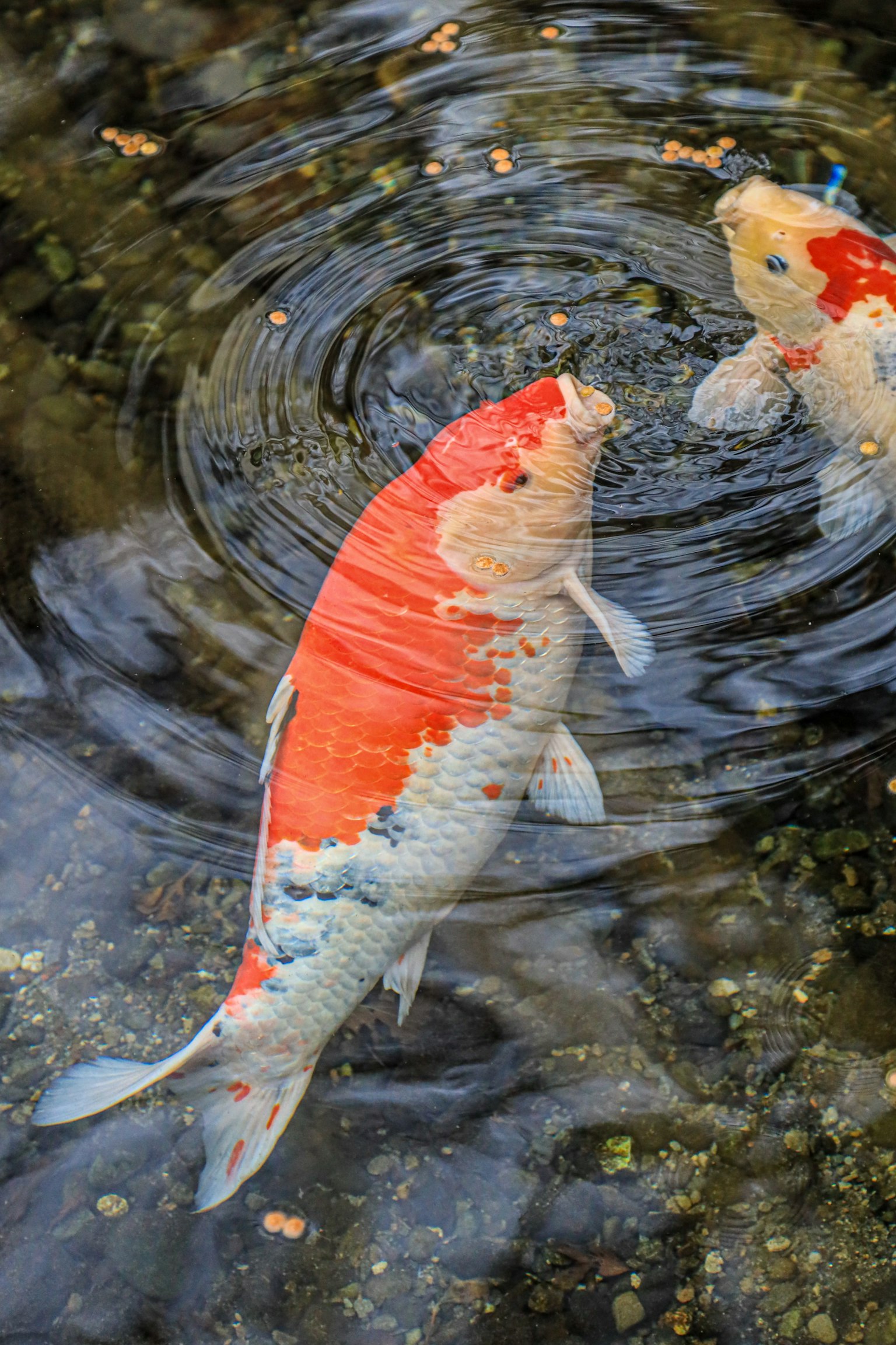 Peces koi coloridos nadando en la superficie del agua