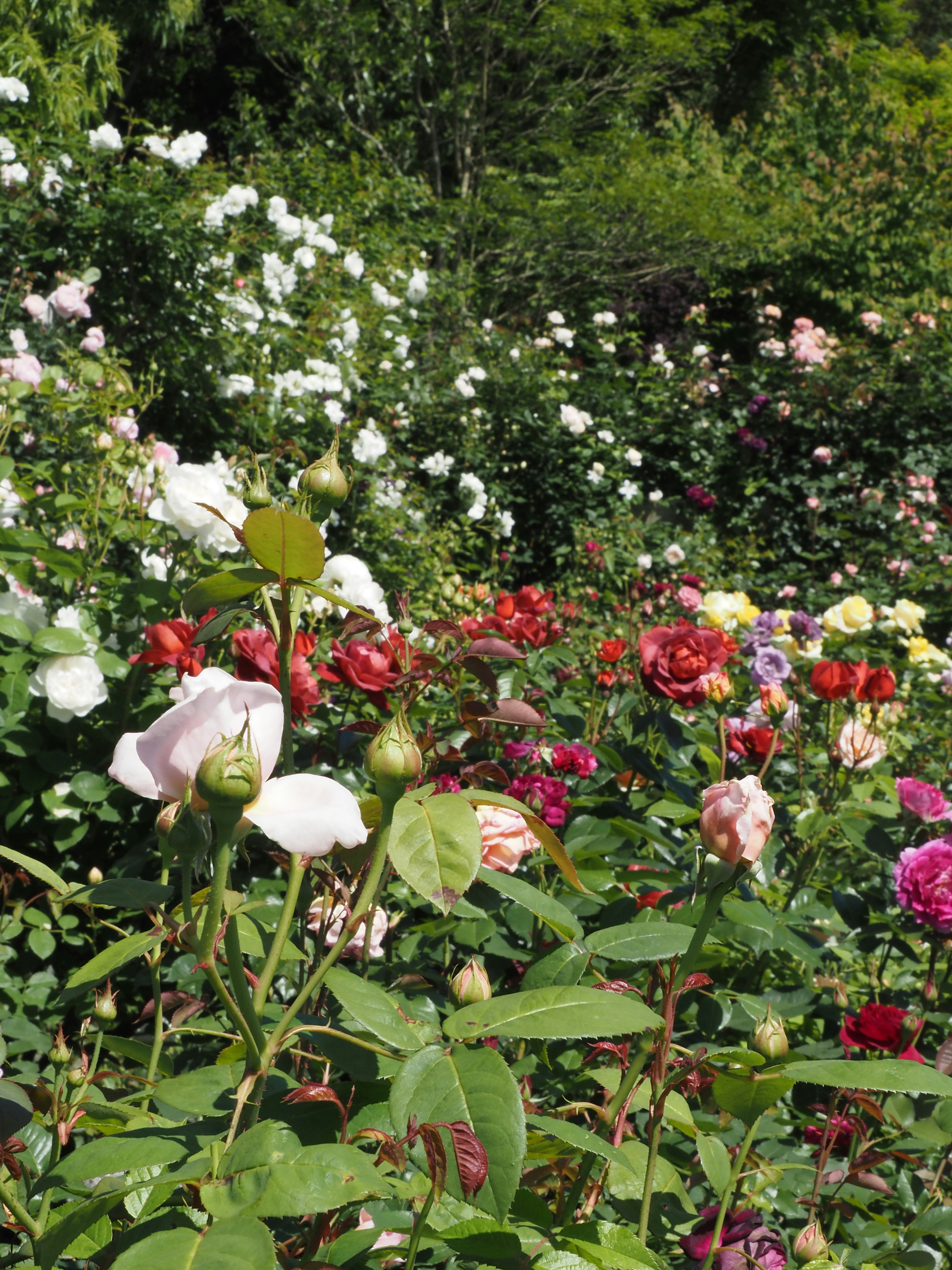 春の薔薇園の色とりどりのバラが咲く花壇