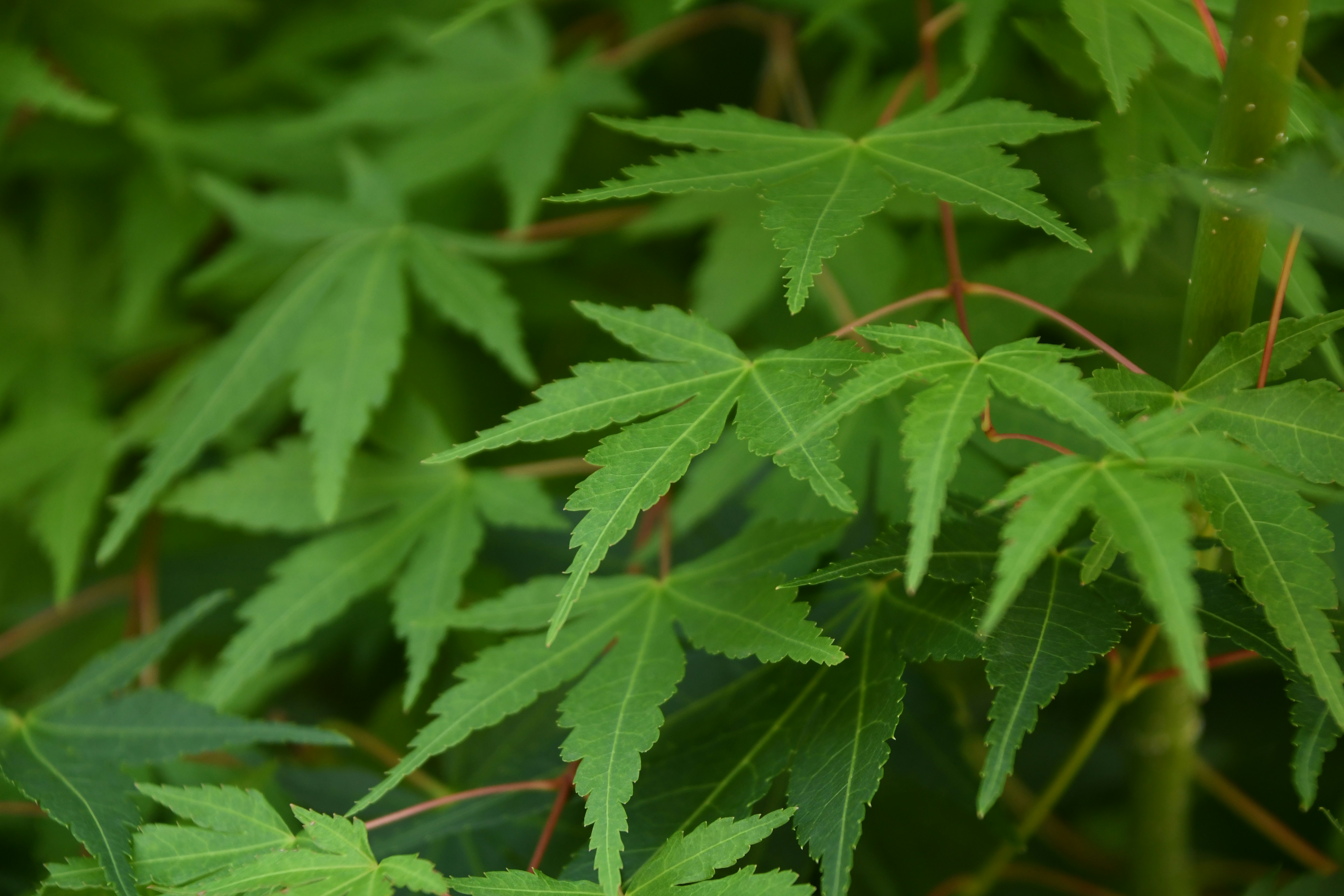 緑の葉が密に茂る植物のクローズアップ