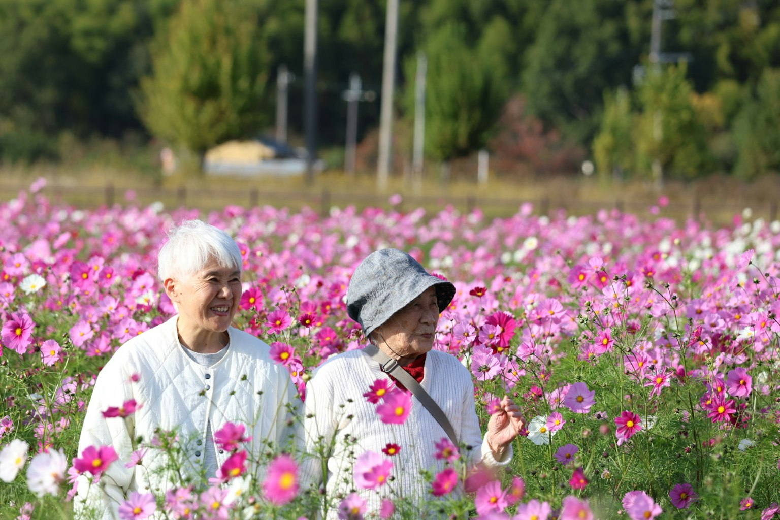 花畑の中で話す二人の高齢者　色とりどりのコスモスが咲いている