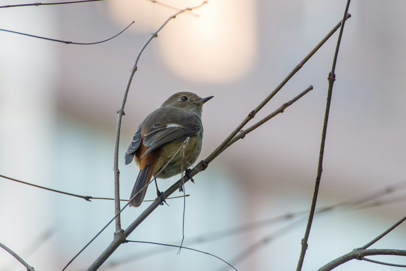 Ein kleiner Vogel sitzt auf einem Ast mit unscharfem Gebäudehintergrund