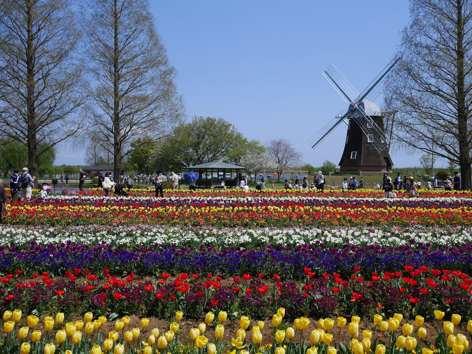 Bunte Tulpenfelder mit einem Windmühlen im Hintergrund