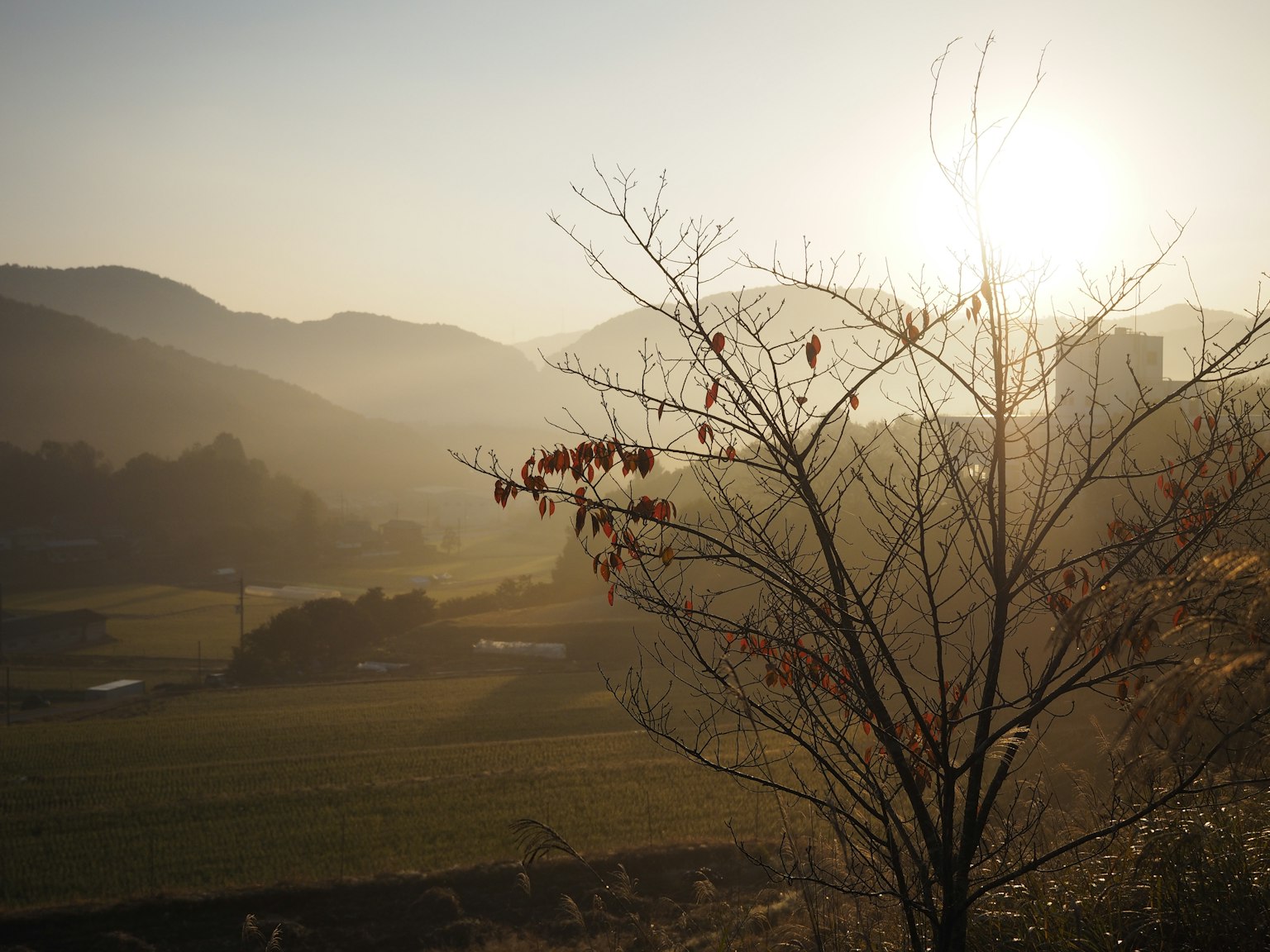 Silhouette of a bare tree against mountains and sunset