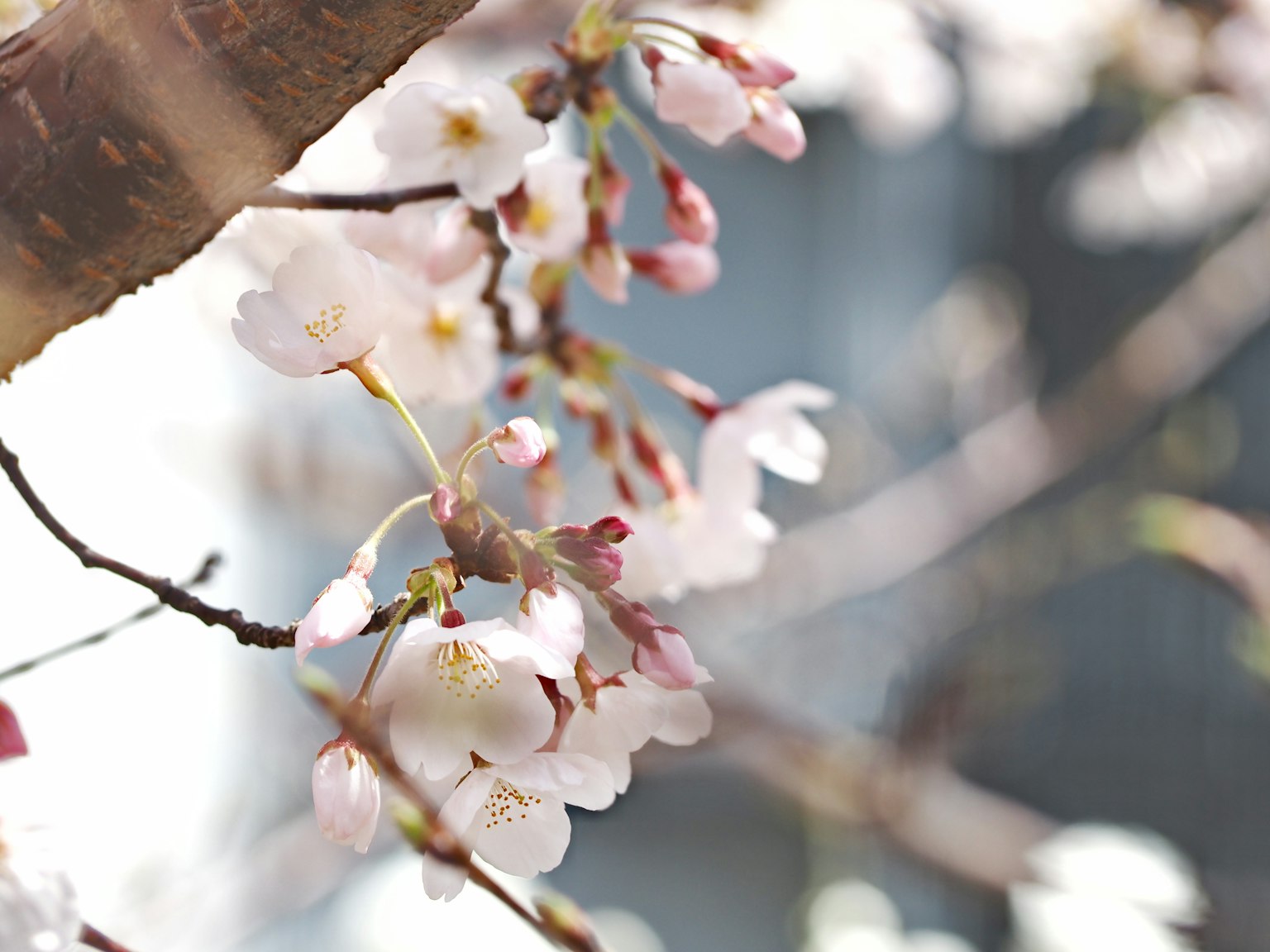 Close-up cabang bunga sakura dengan bunga pink