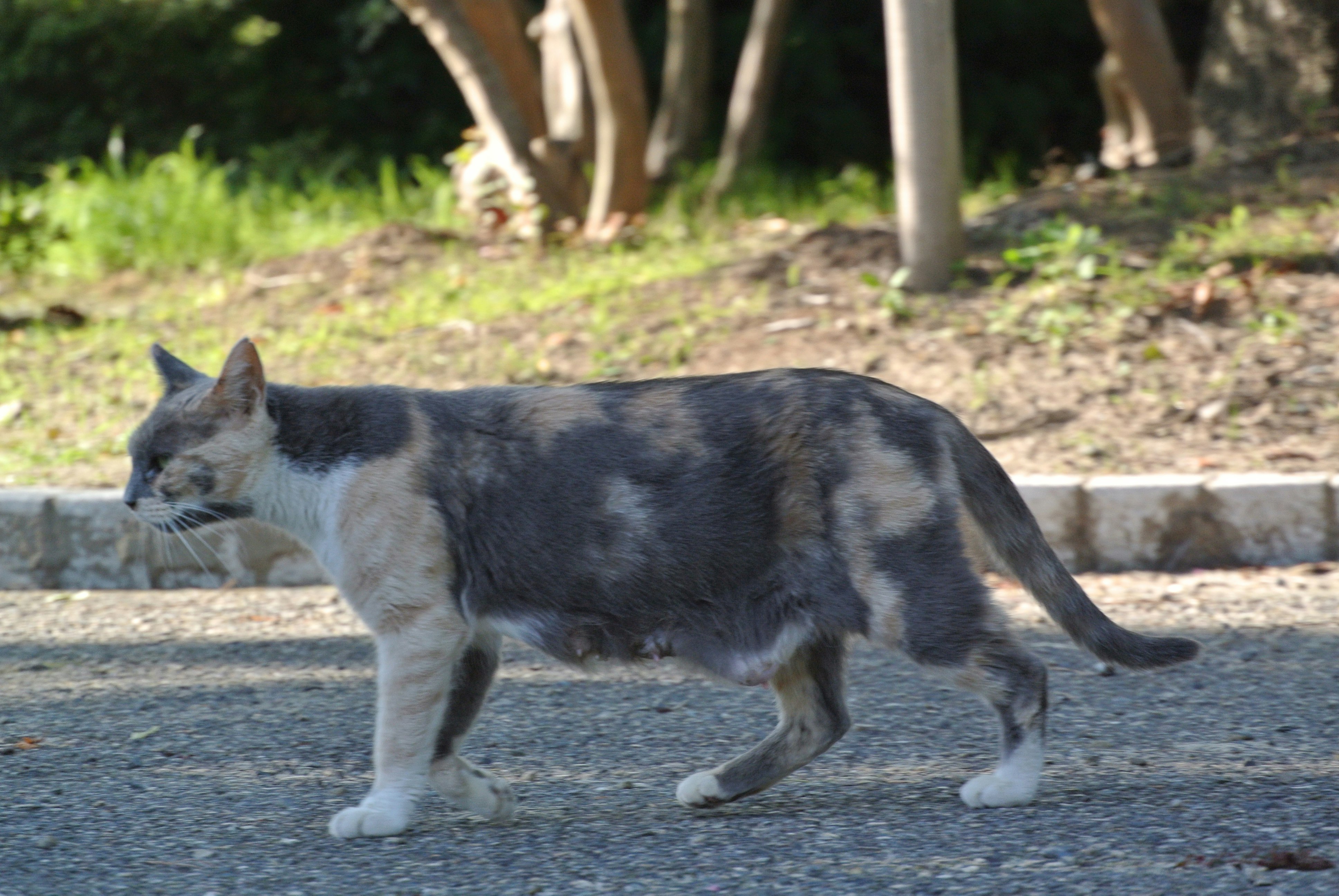 道を歩く灰色と白の猫