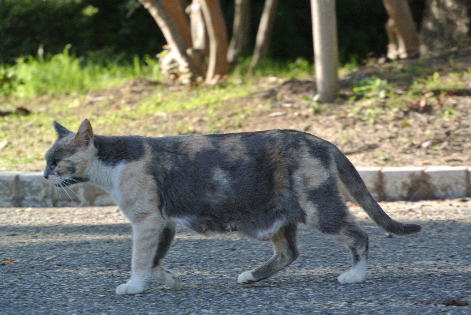 灰白色的猫在走路