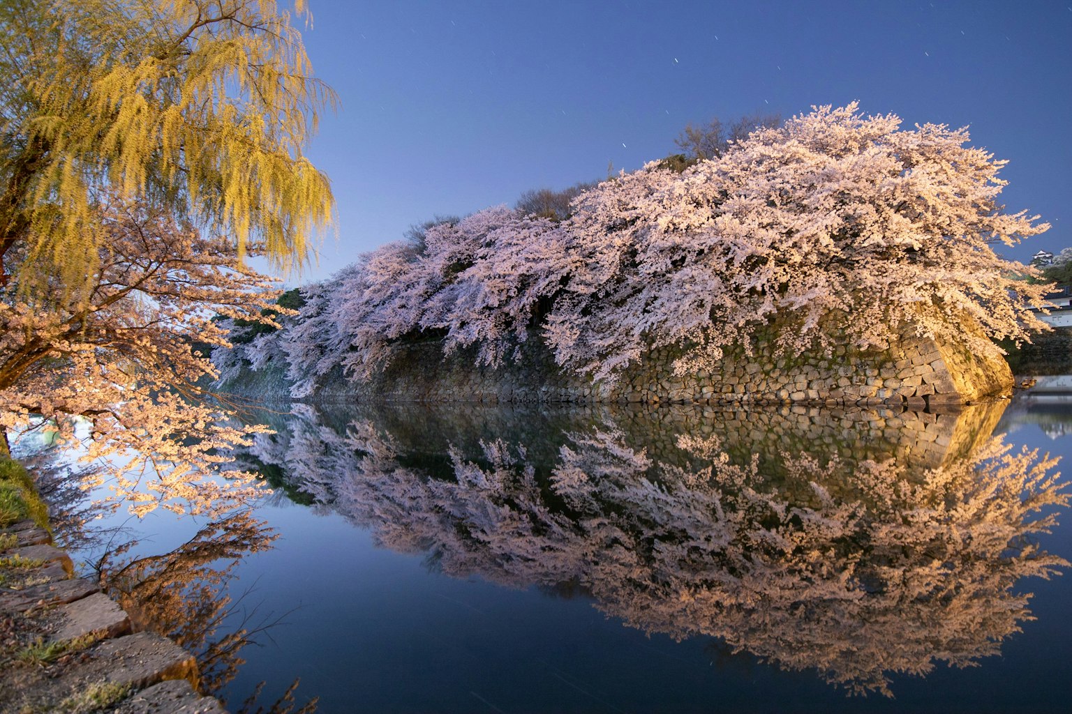 Beautiful landscape of cherry blossom trees and willow trees reflected in the water