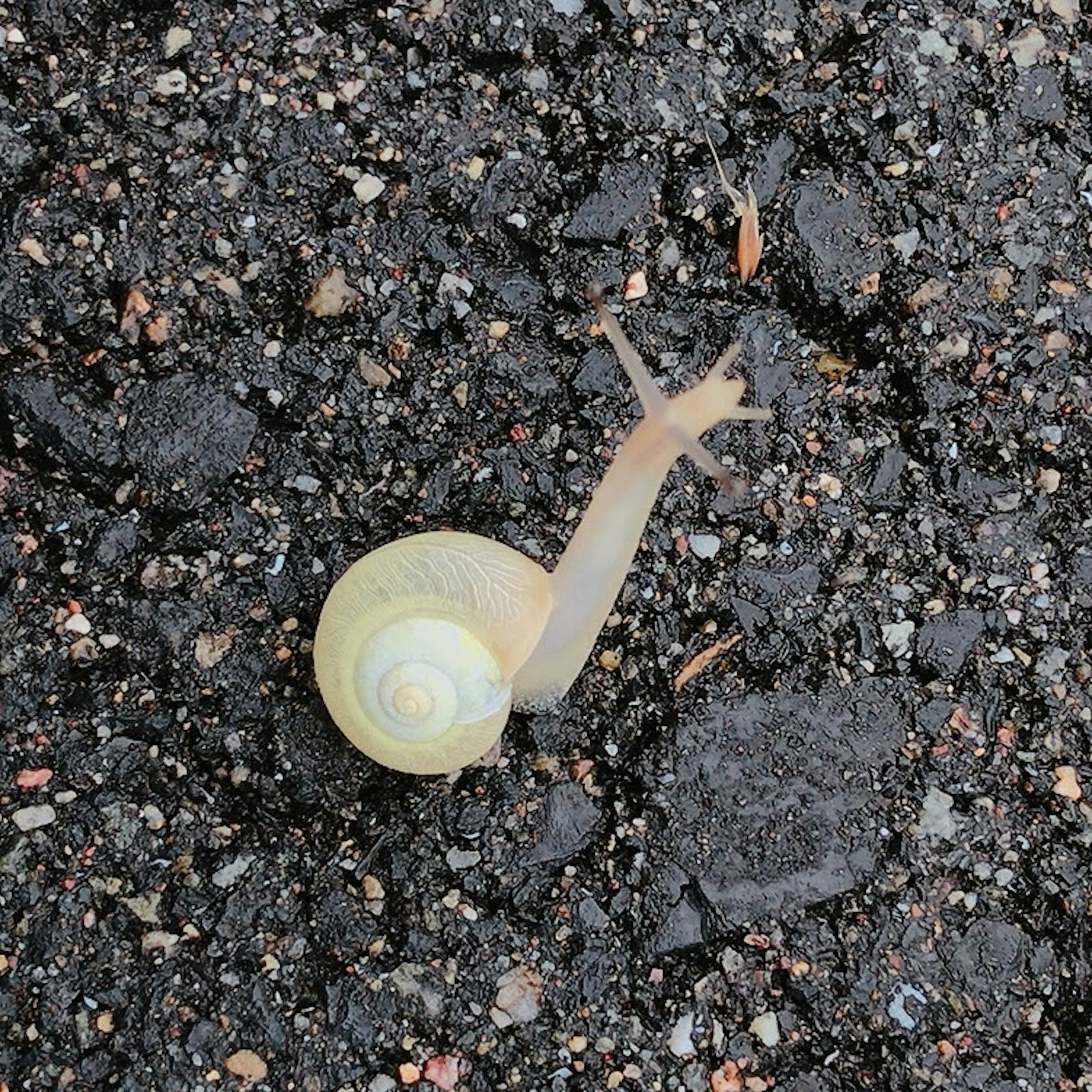 浅色蜗牛在沥青表面上