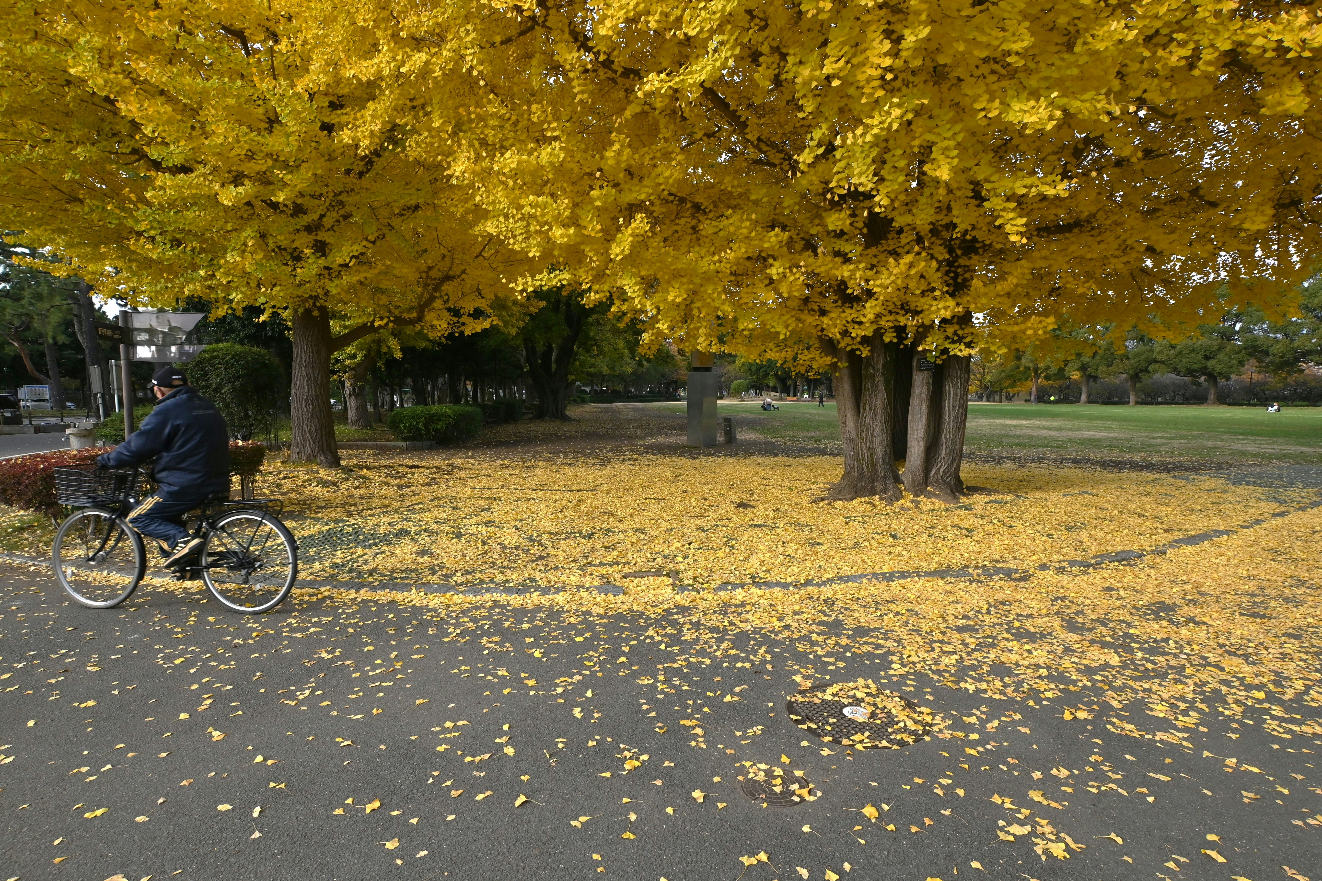 bicicleta circulando por una avenida con hojas de ginkgo