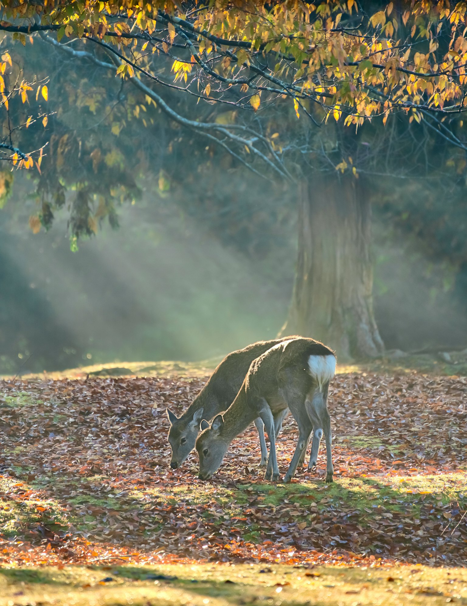 Two deer grazing in a foggy landscape with colorful autumn leaves