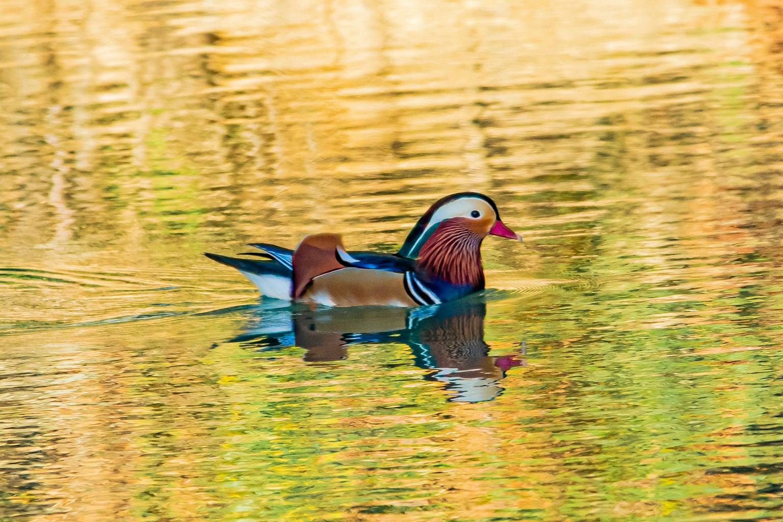 A colorful mandarin duck swimming on a reflective pond