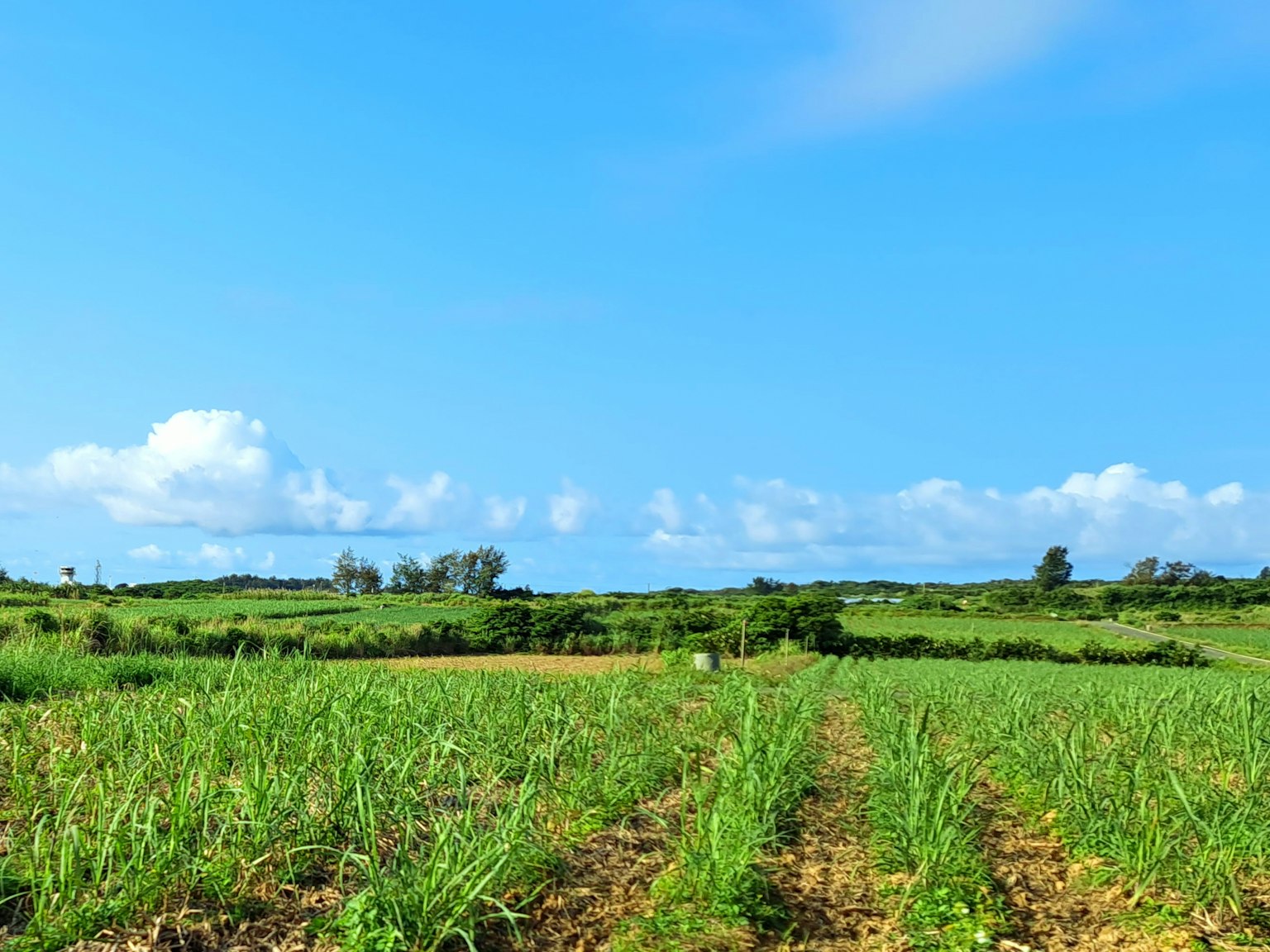 Champ vert avec des rangées de cultures sous un ciel bleu dégagé