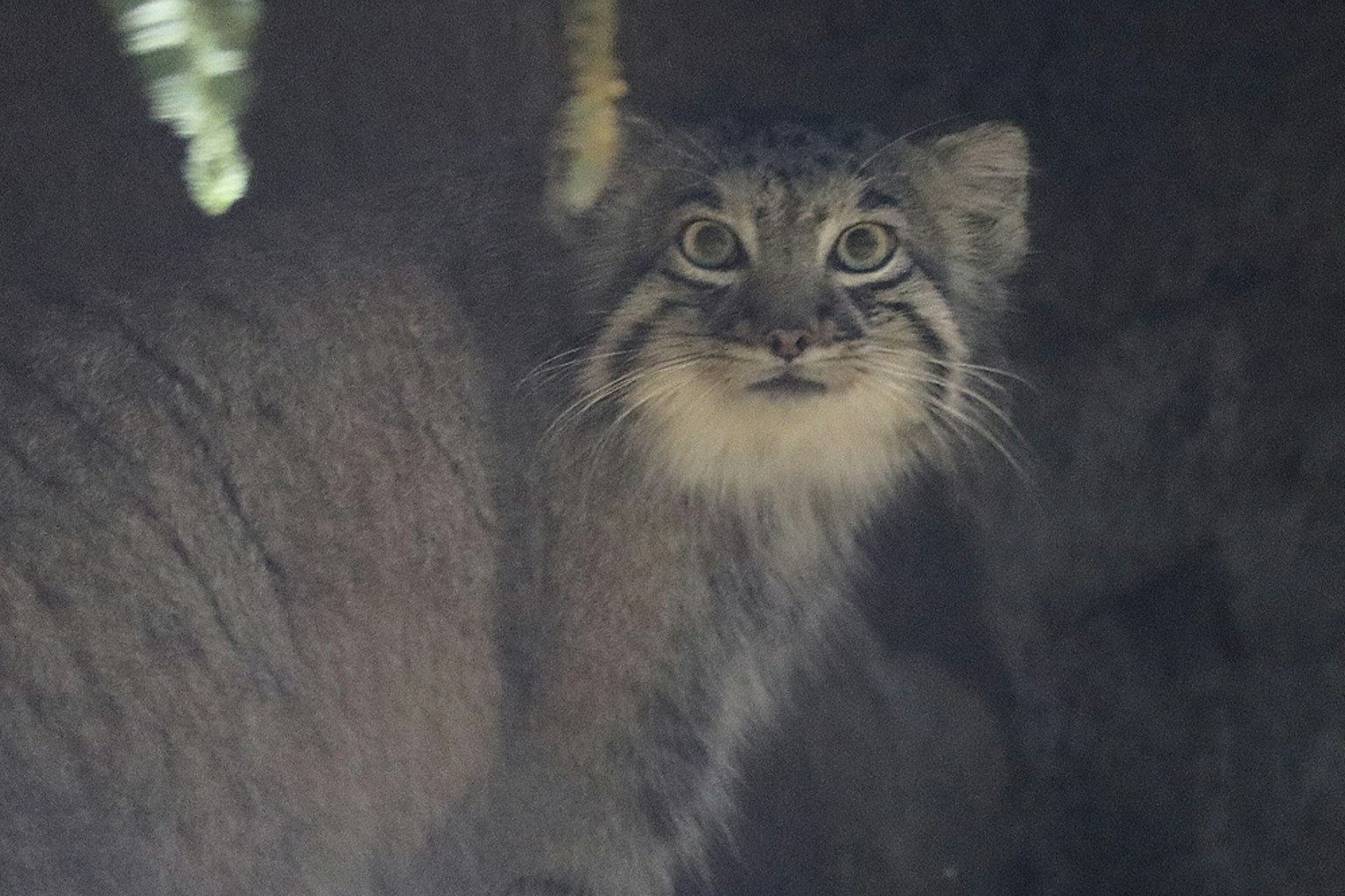 Eine kleine Wildkatze, die aus einer Höhle schaut