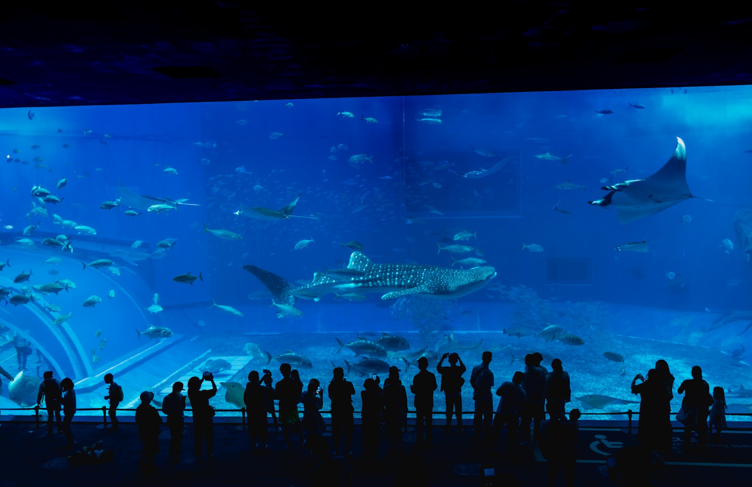 大型水族馆，蓝色水中游动的鱼和鲨鱼，以及观众的轮廓