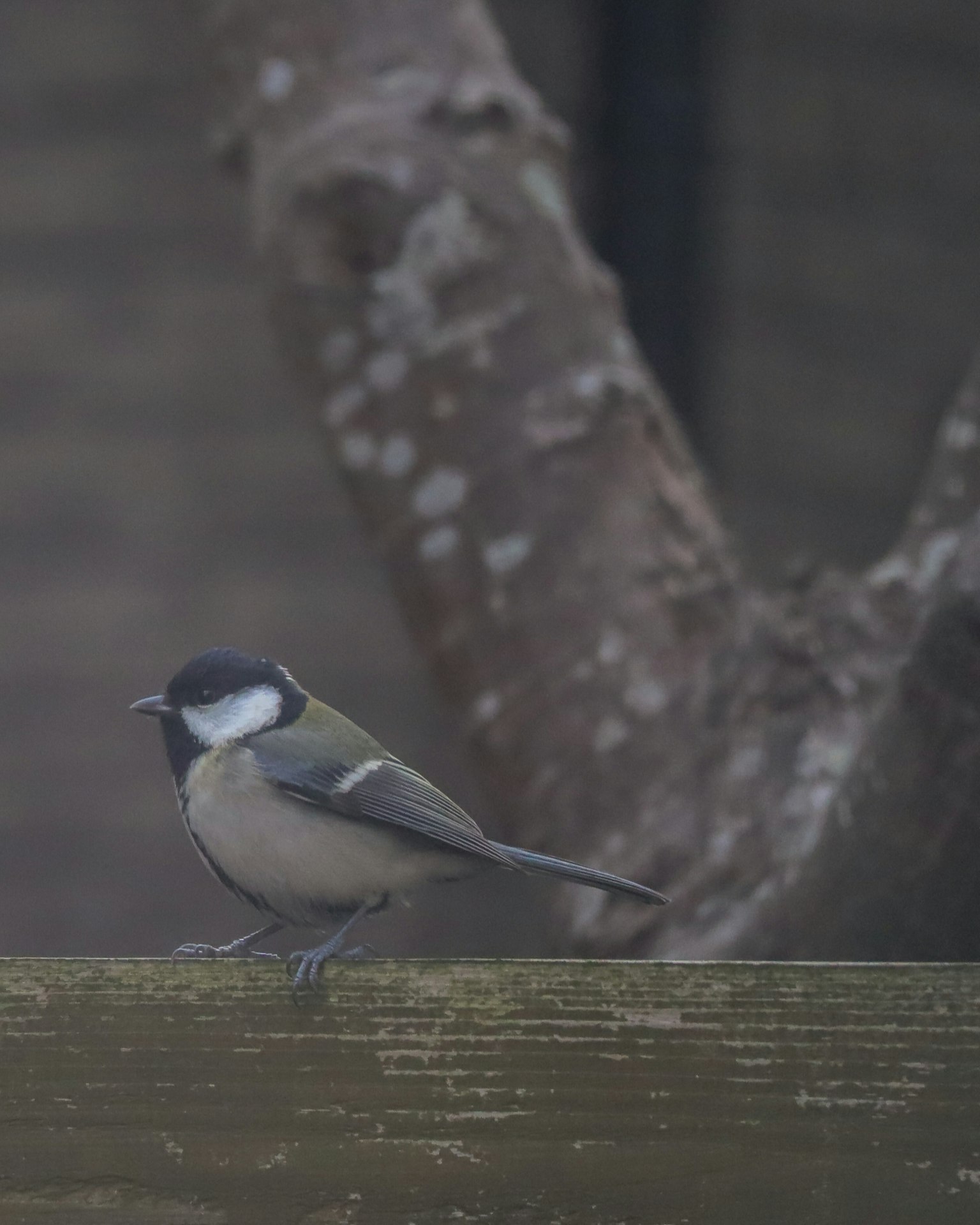 A great tit bird standing in front of a tree