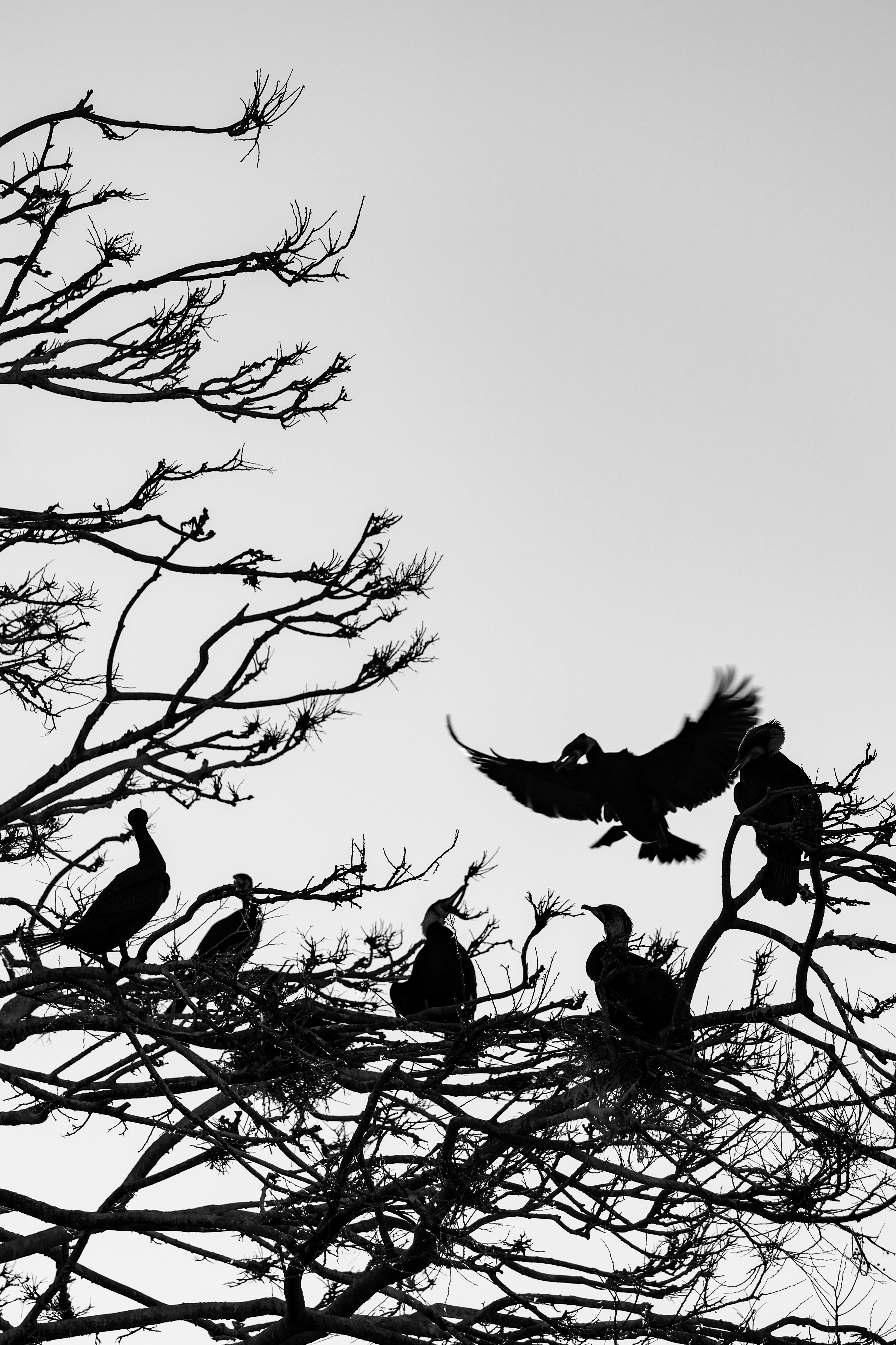 枯れ枝に止まる鳥とシルエットの人物が見える夕暮れの空