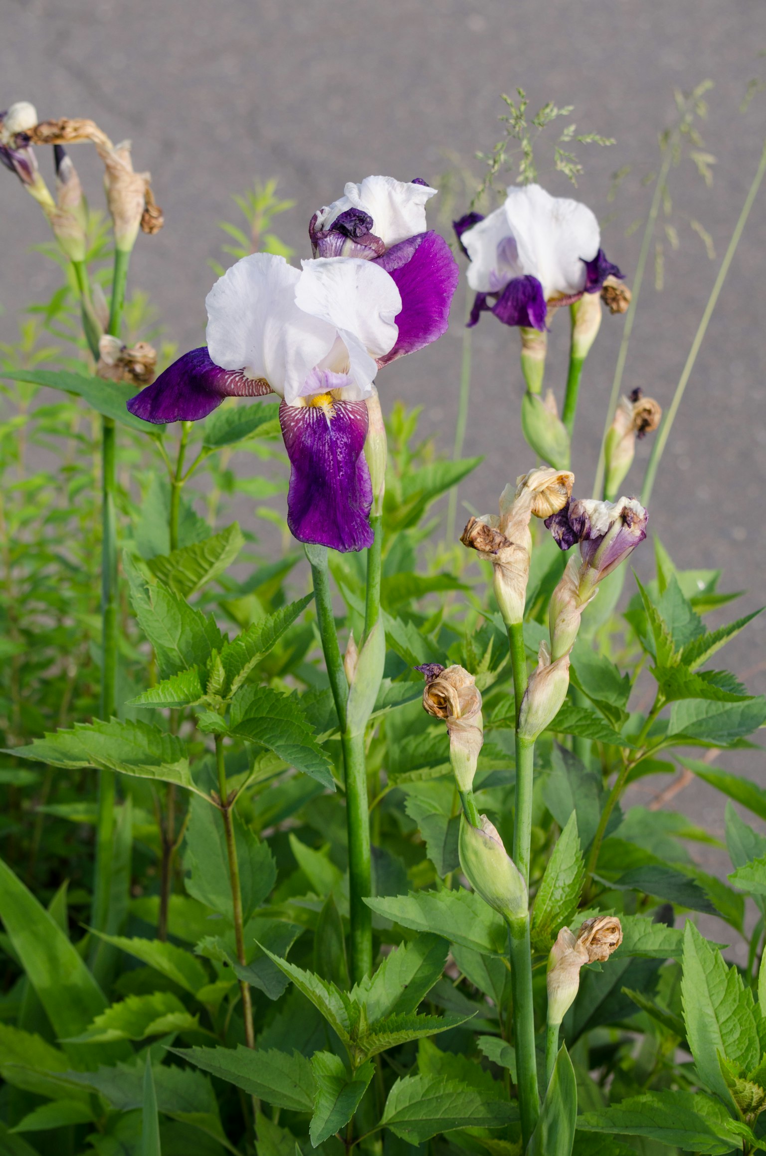 Lila und weiße Irisblüten blühen zwischen grünem Laub