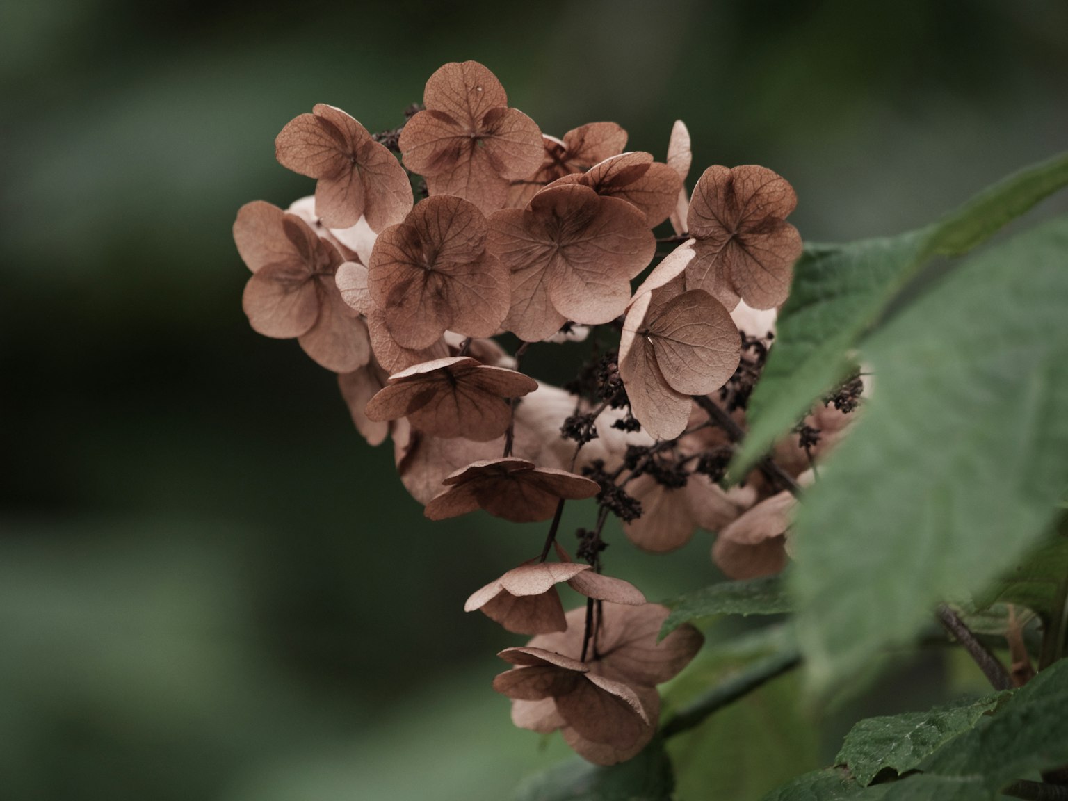 Nahaufnahme von braunen Hortensienblüten mit grünen Blättern