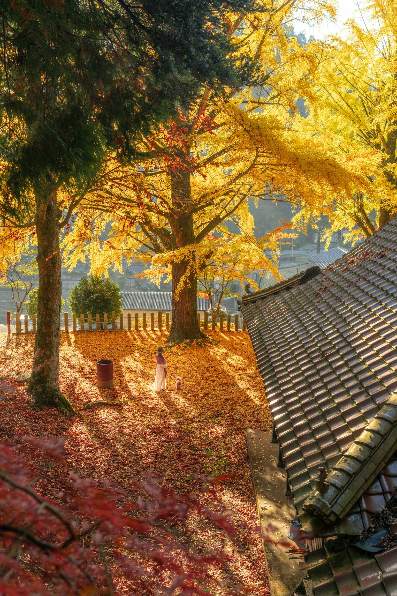 秋の紅葉が美しい庭園の風景屋根の上に落ち葉が広がる