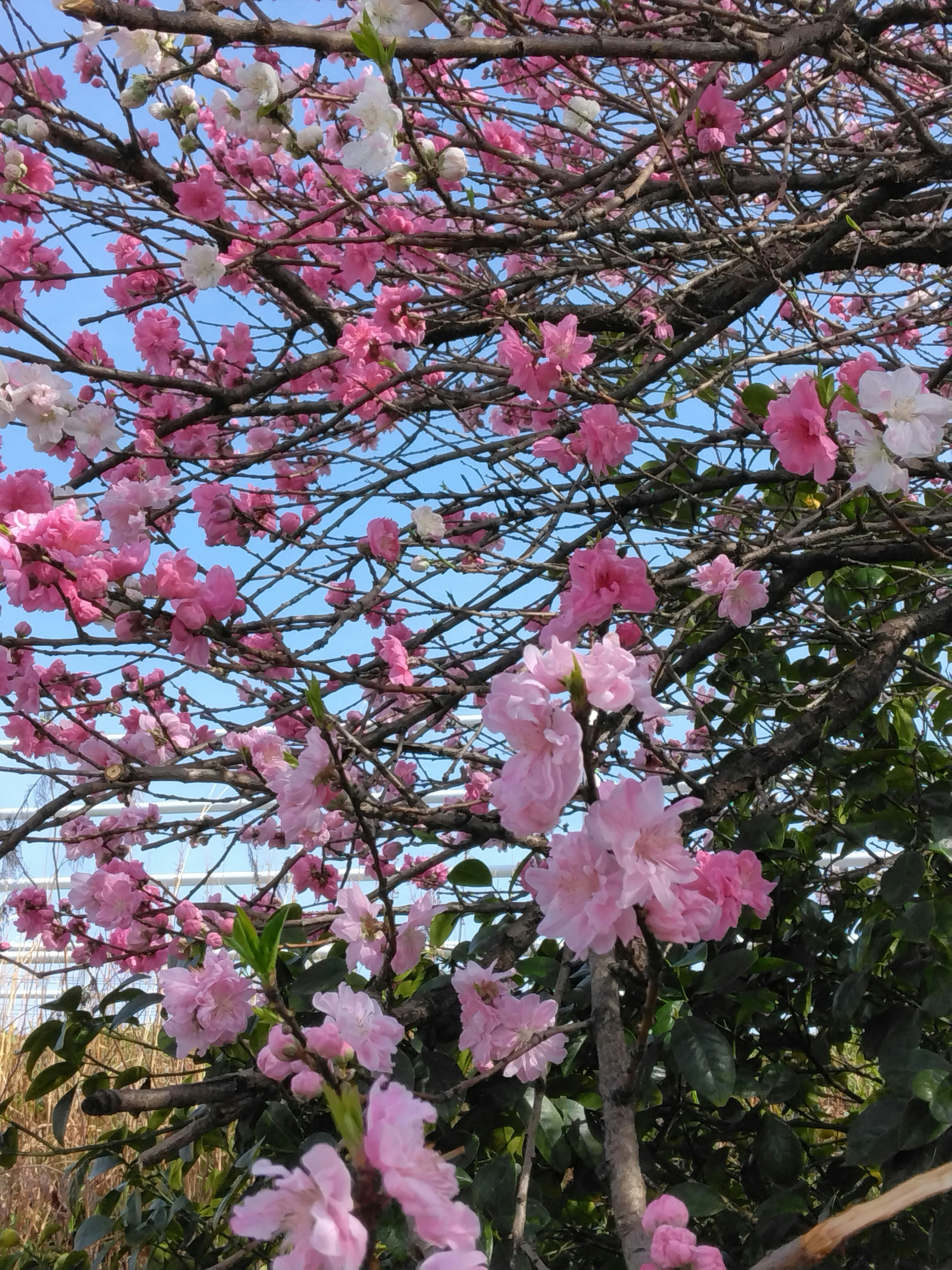 粉色櫻花盛開在樹枝上，明亮天空般背景