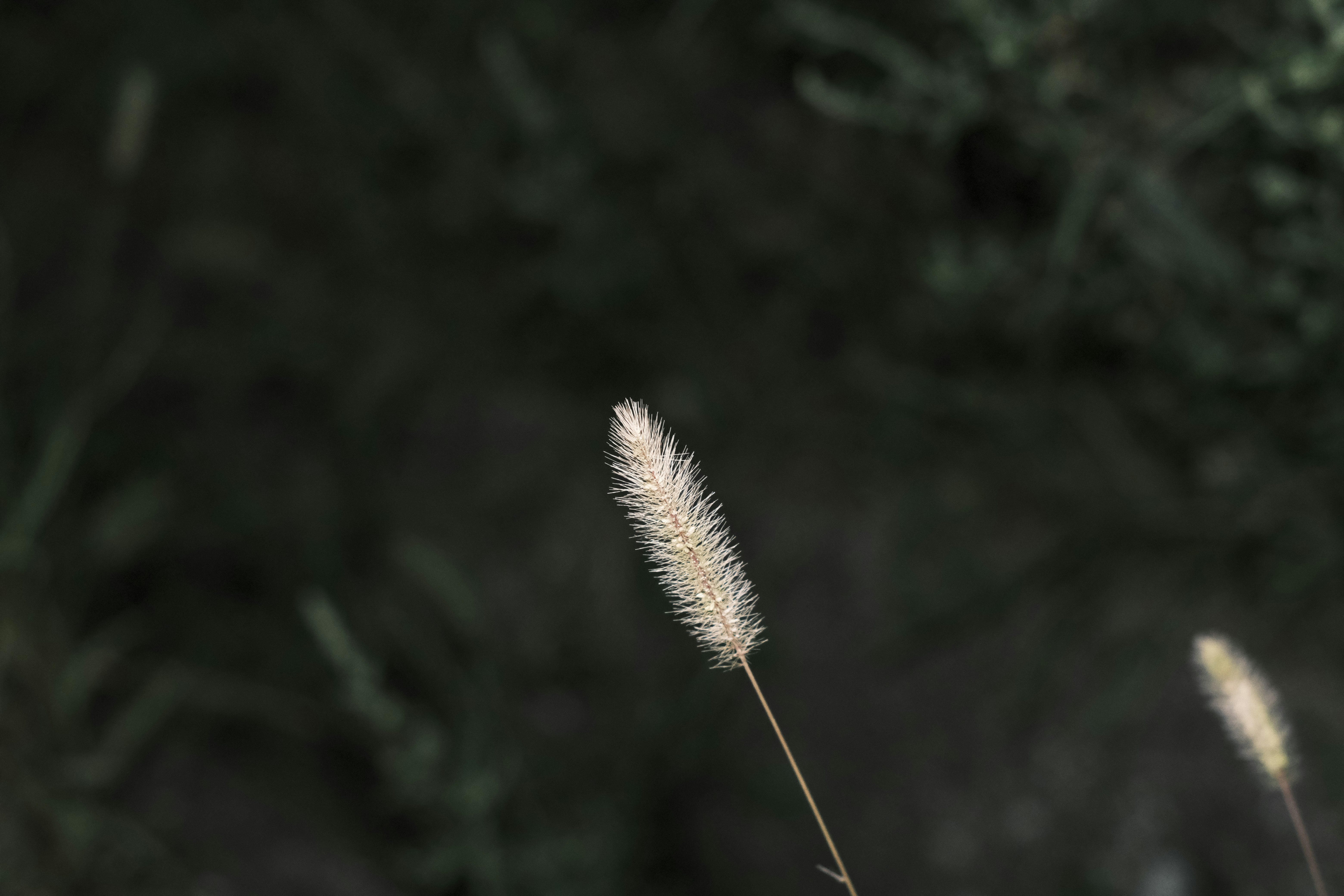 草叢中搖曳的草穗特寫