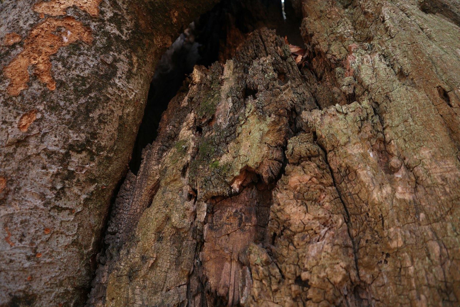 Primo piano di un tronco d'albero che mostra i cerchi di crescita e il muschio