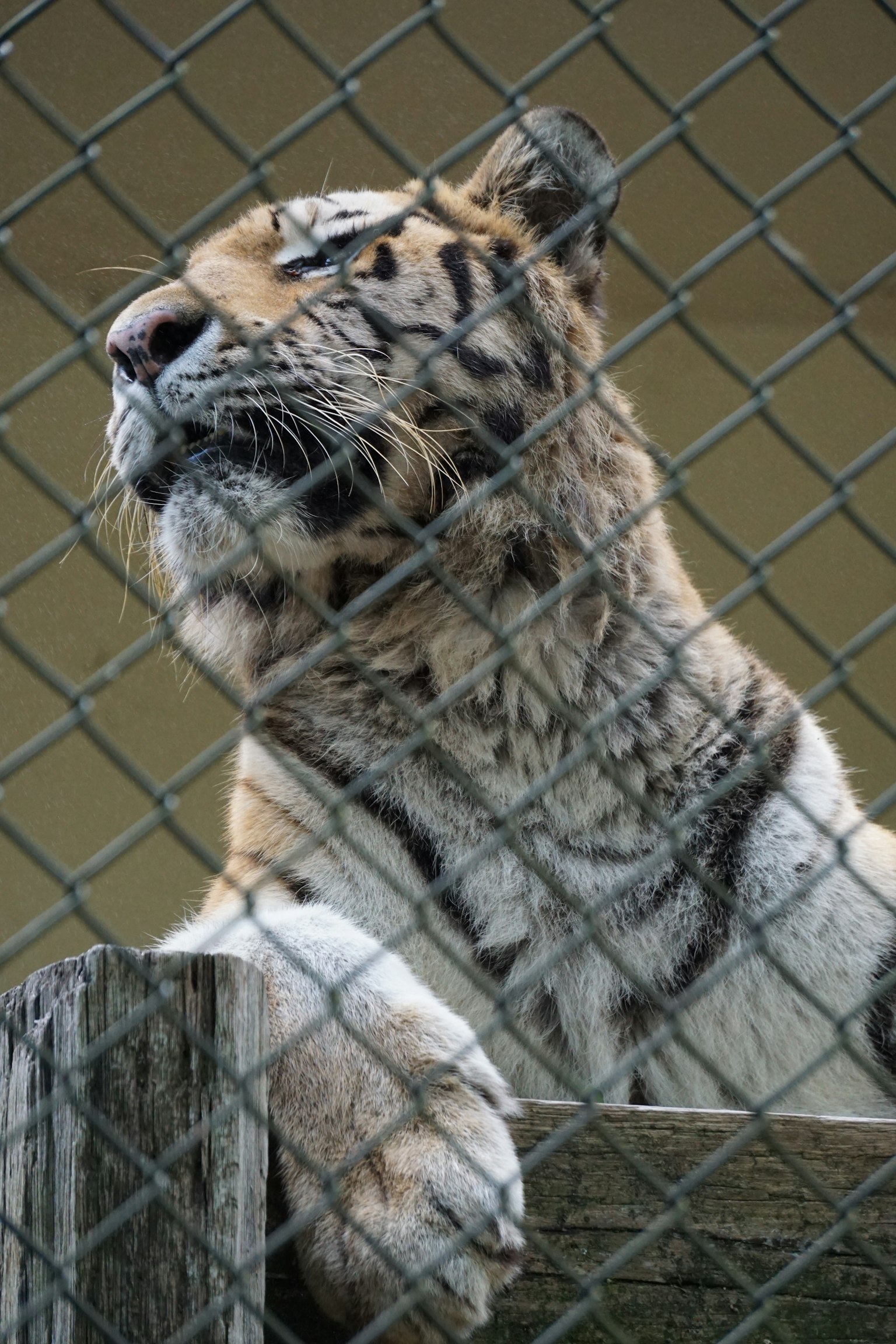 Un tigre descansando sus patas delanteras sobre un borde de madera dentro de una jaula