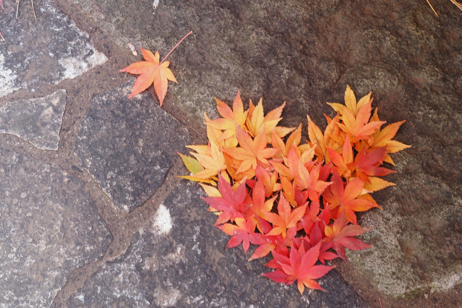 Feuilles d'automne disposées en forme de cœur sur un pavé en pierre