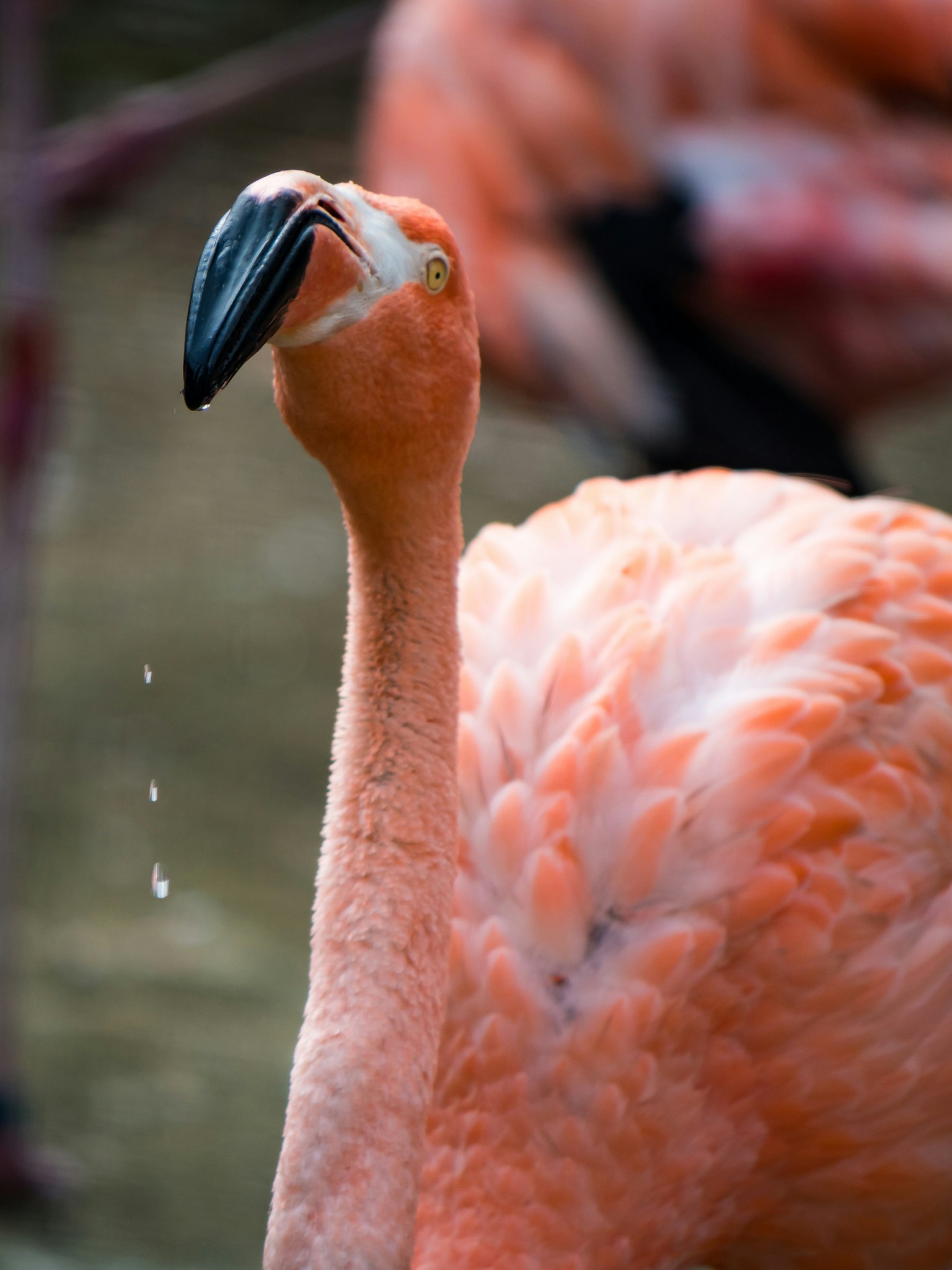Flamingo mit Wassertropfen auf dem Schnabel, der nach oben schaut