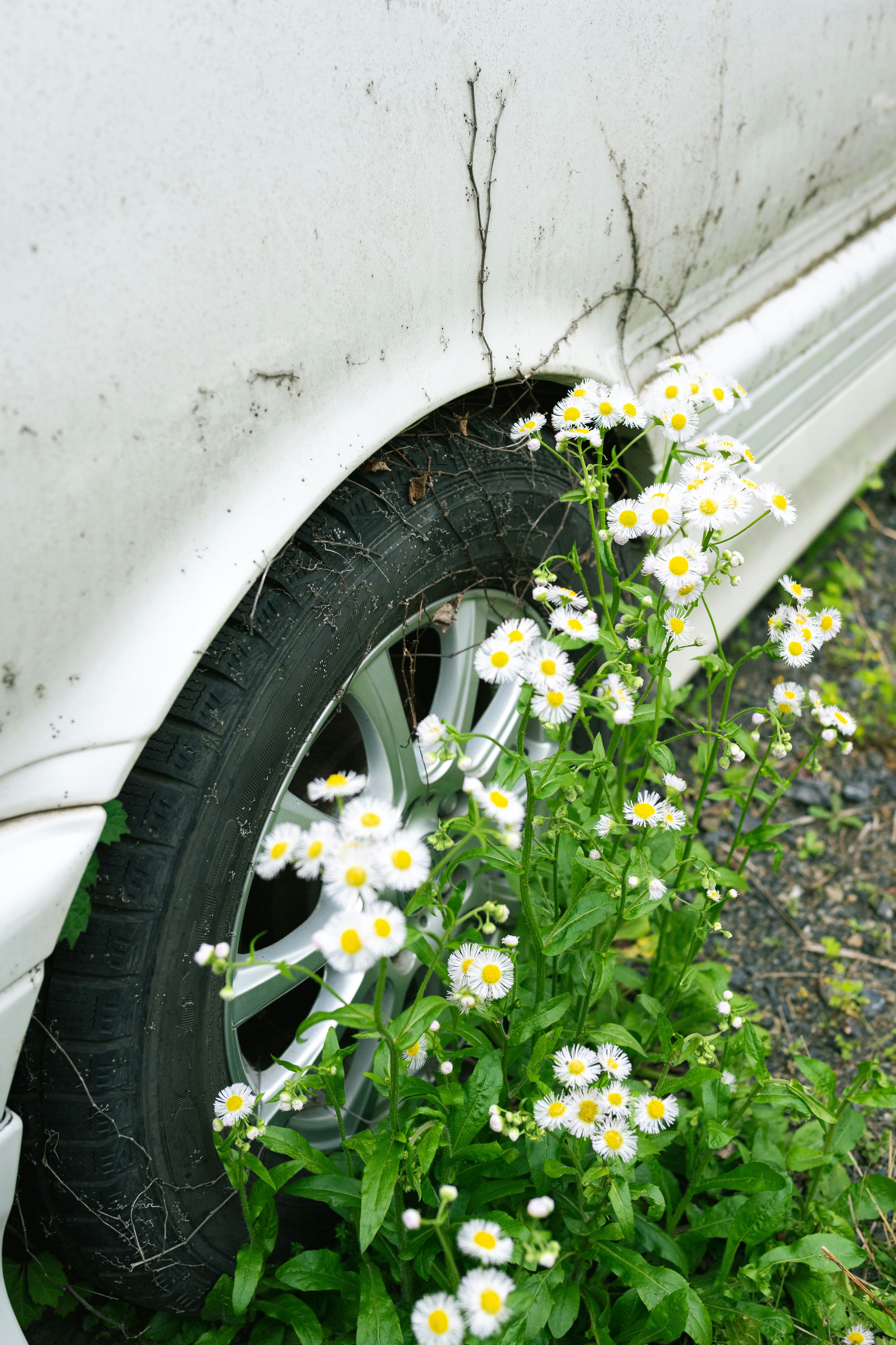 pequeñas margaritas blancas y malas hierbas junto al neumático de un coche blanco