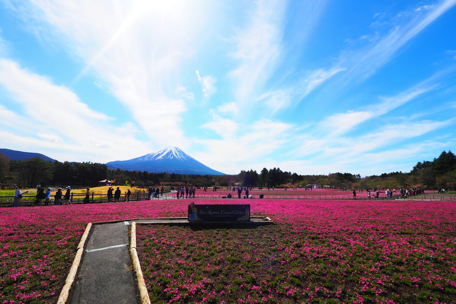 色彩斑斕的花田，背景是富士山