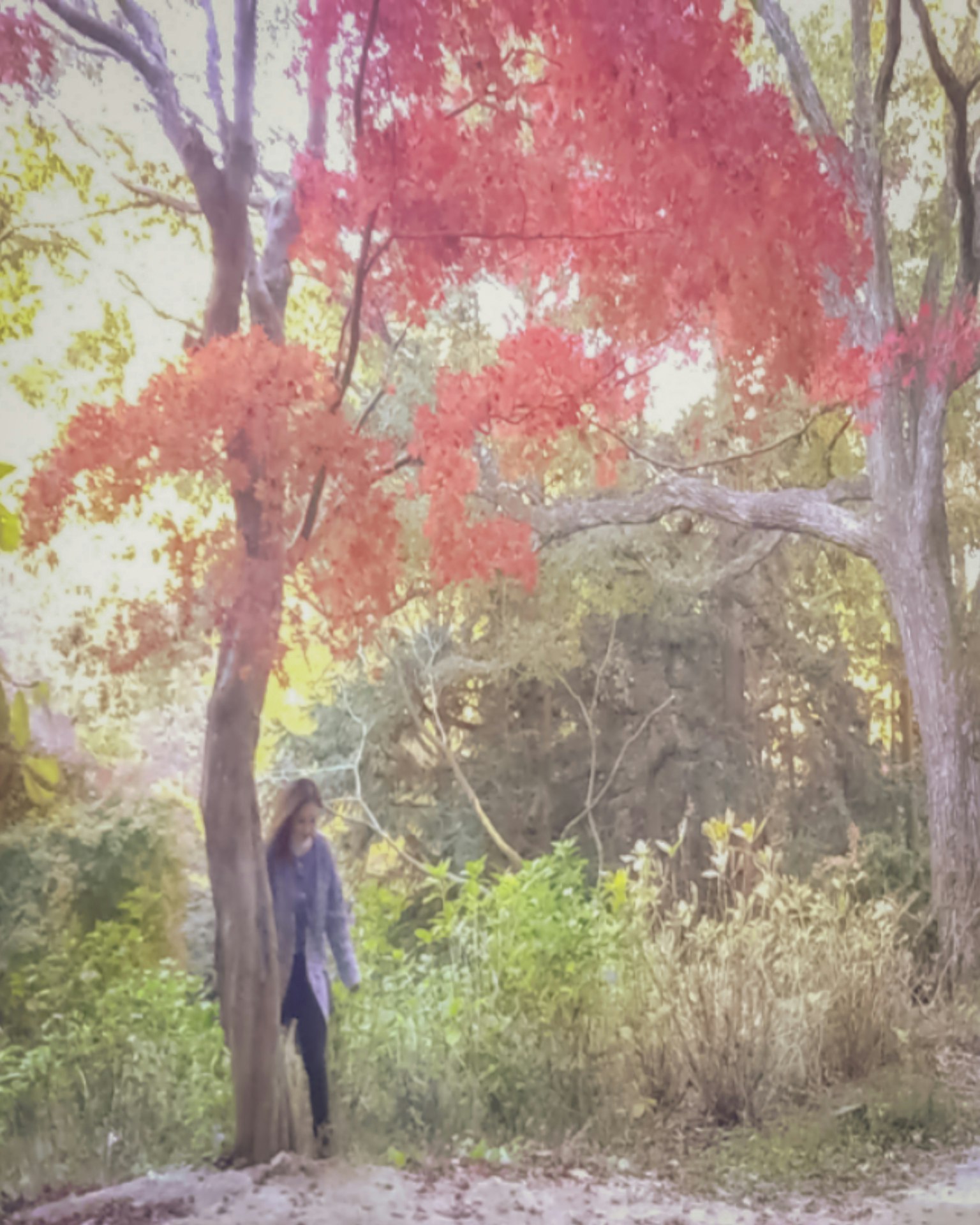 Silhouette di una donna che sta sotto un albero con foglie autunnali